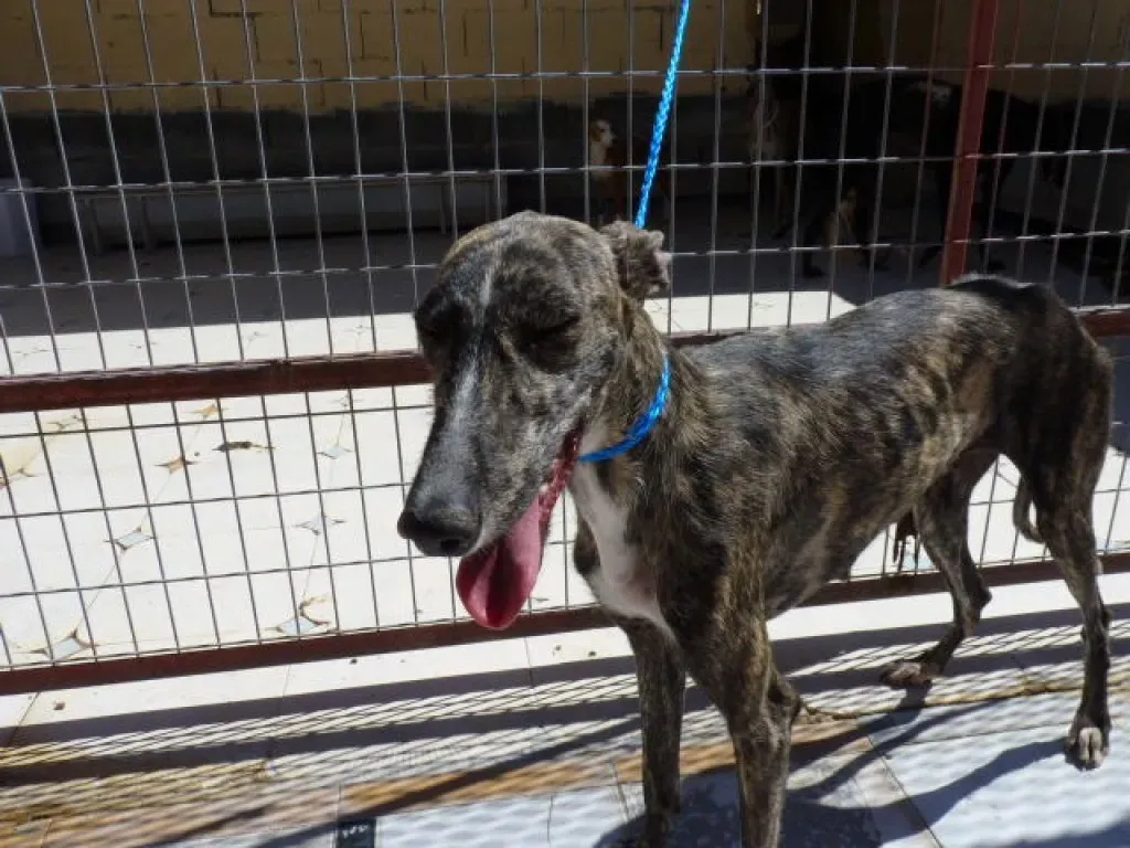 1 luina adozione levrieri galgo