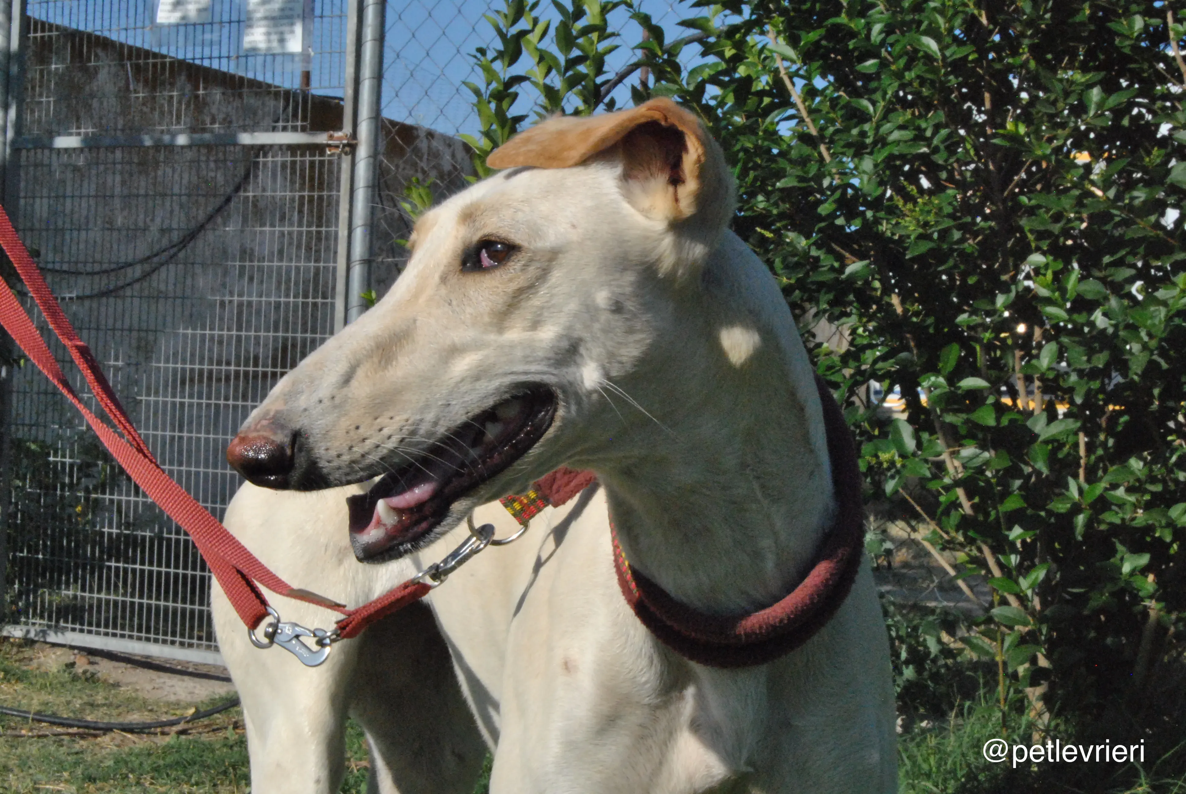 1 mari adozione levrieri galgo