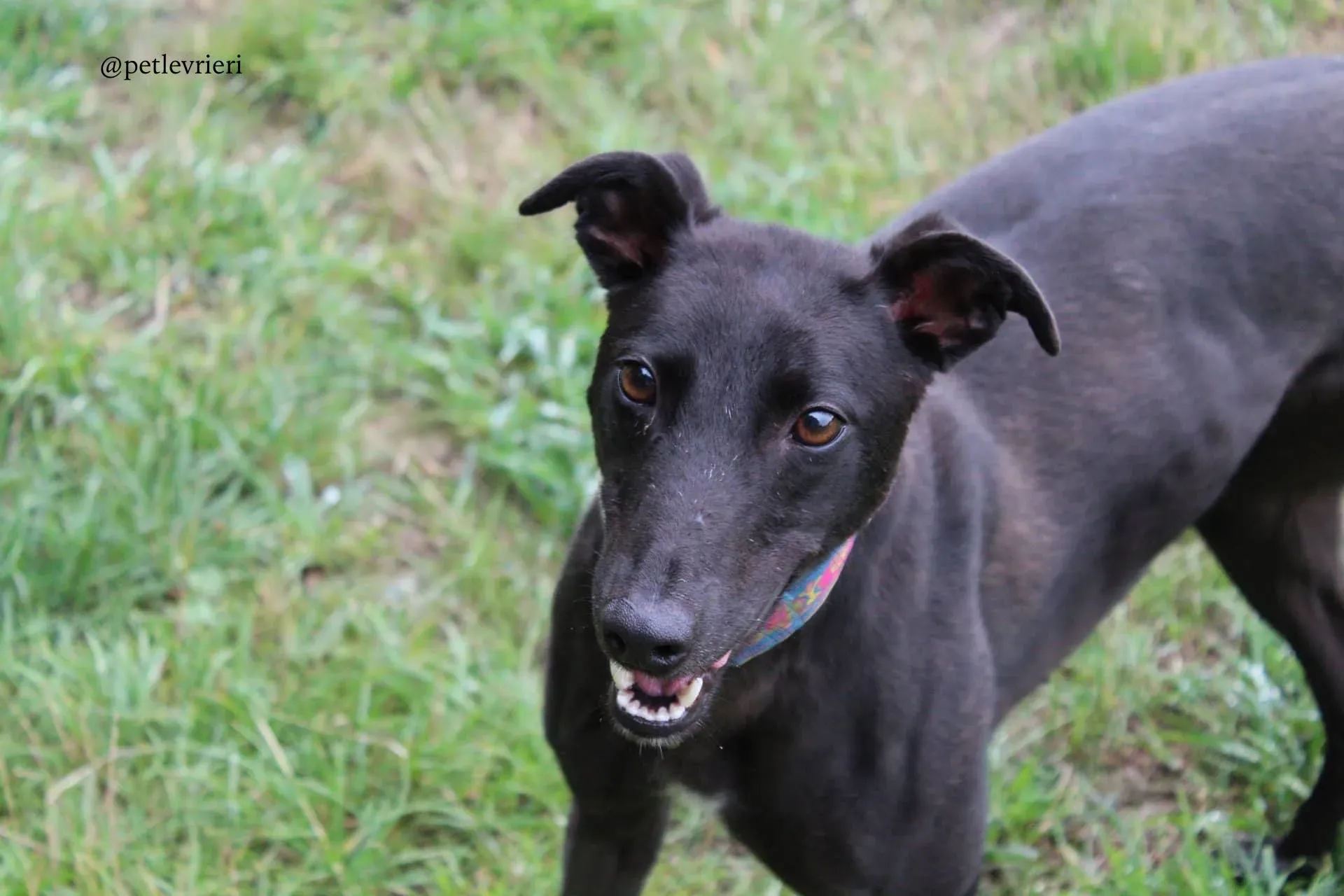 1 mignon adozione levrieri greyhound 1