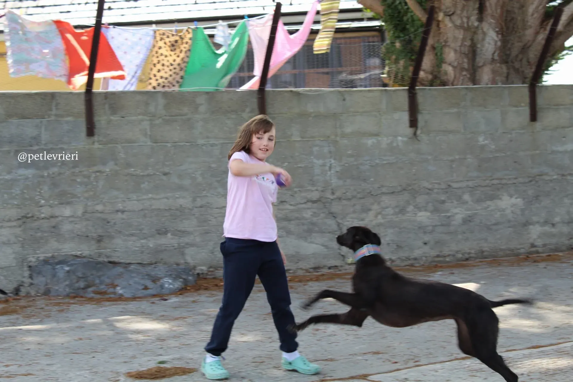 1 mignon adozione levrieri greyhound