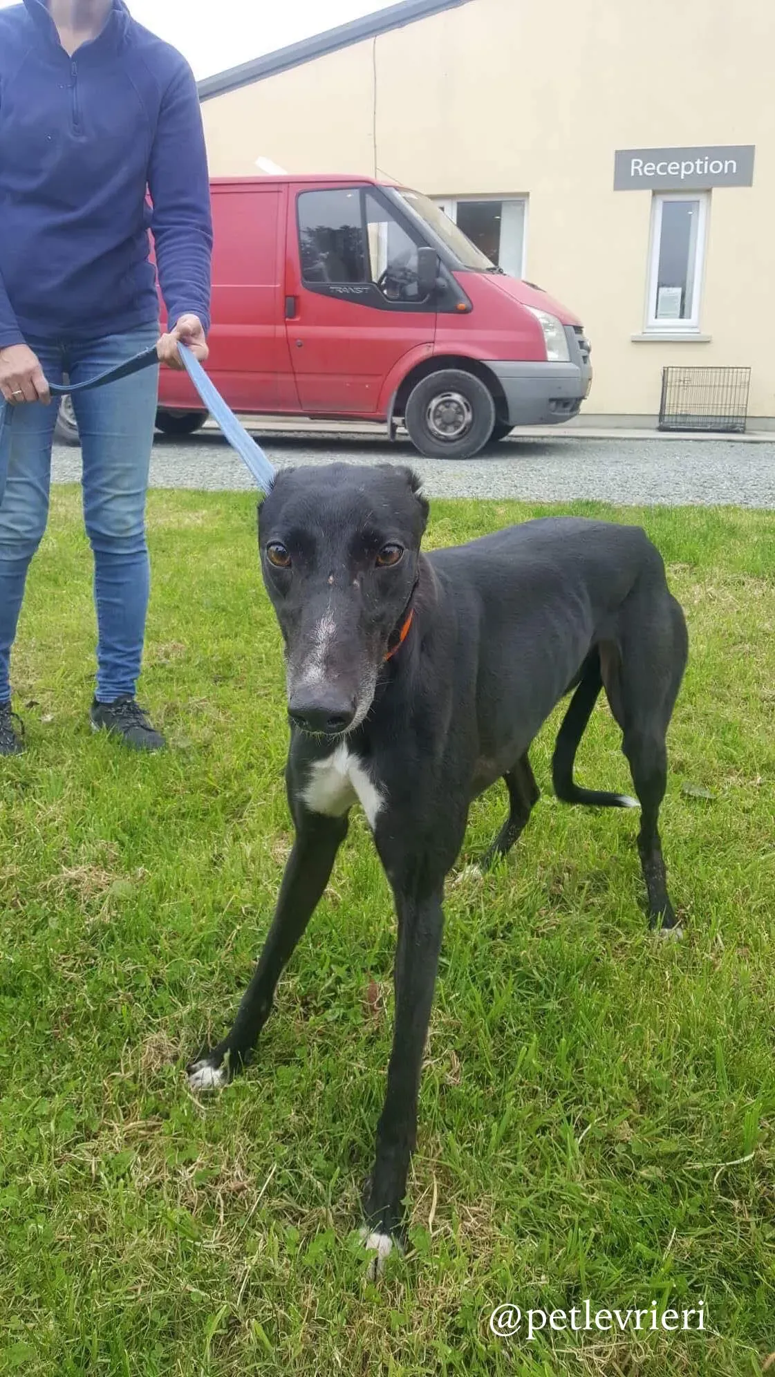 1 miss alice adozione levrieri greyhound