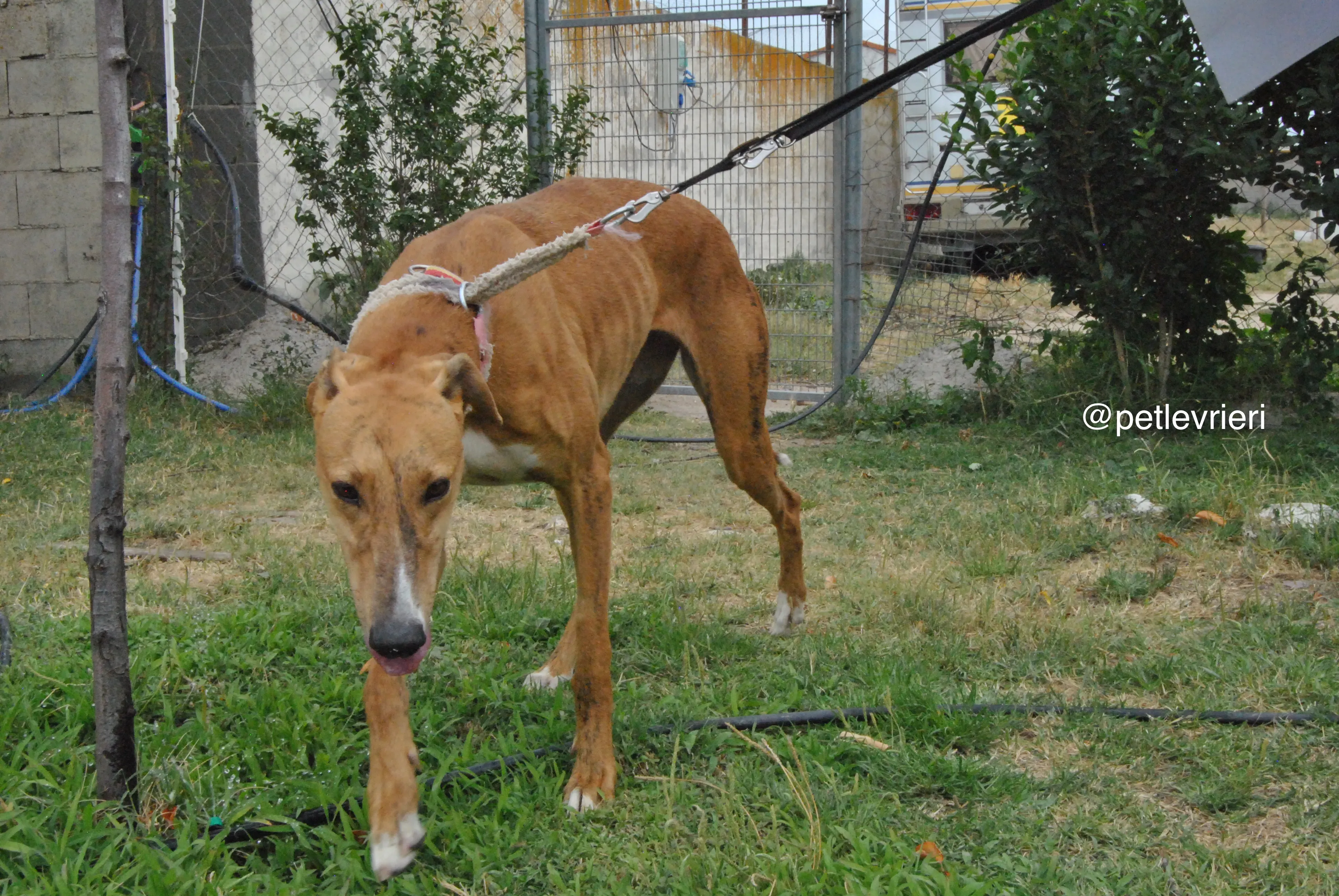 1 monica adozione levrieri galgo