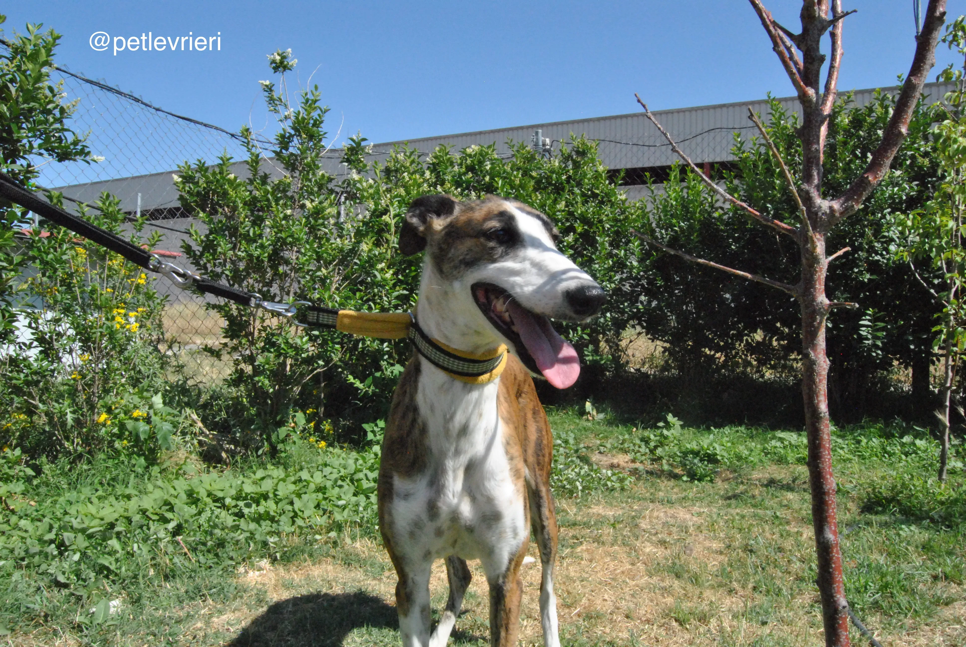 1 mumush adozione levrieri galgo