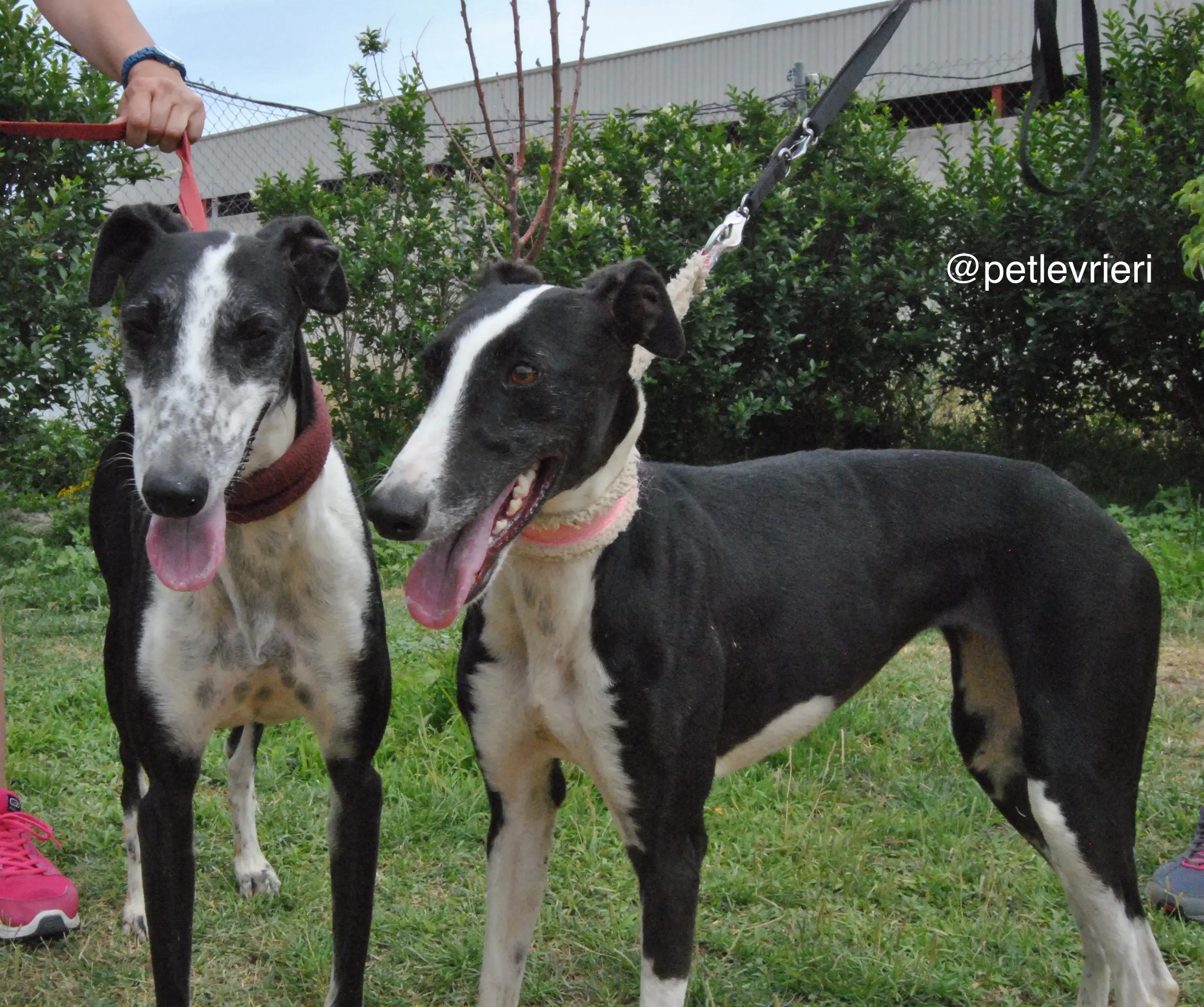 1 olga katarina adozione levrieri galgo