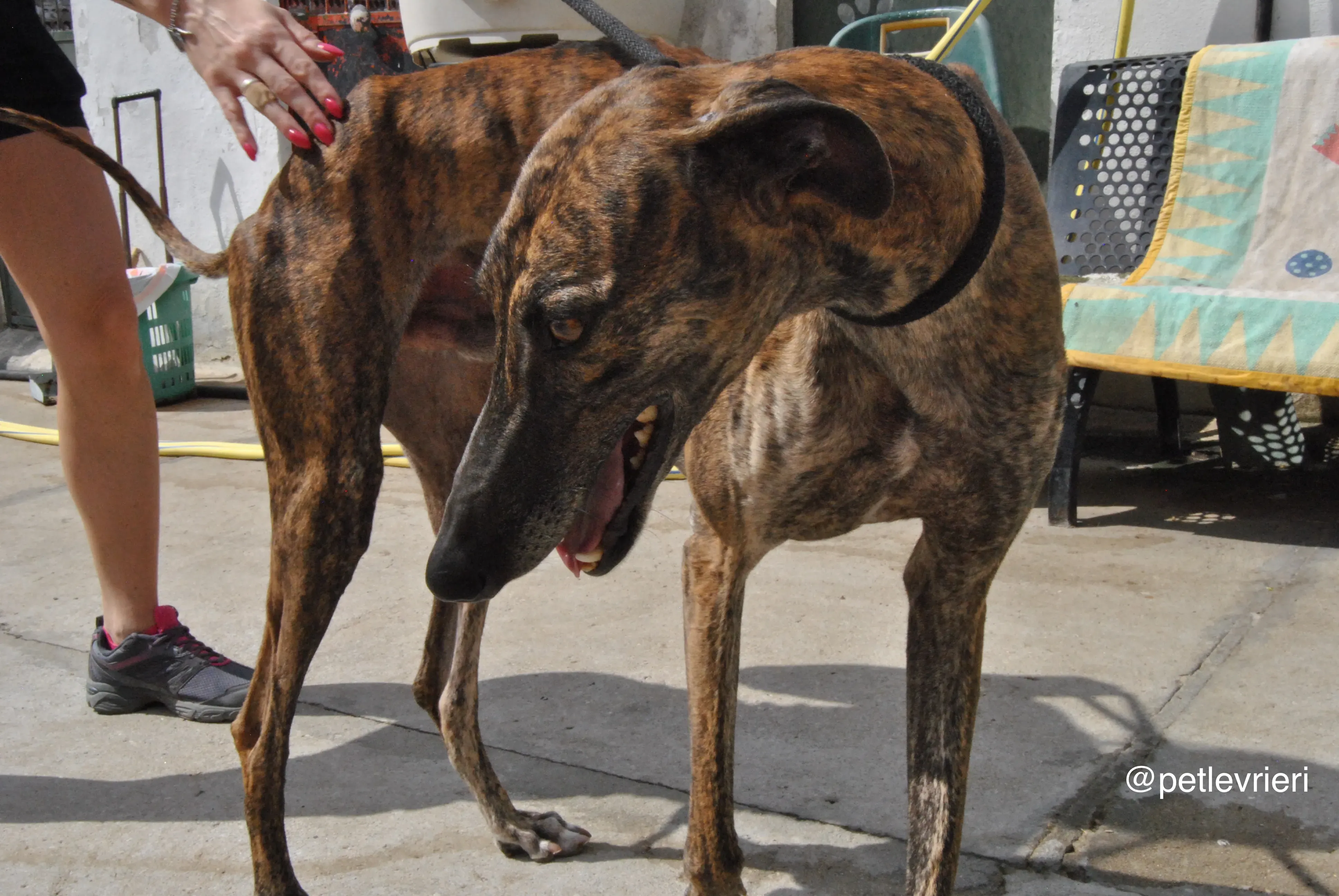 1 orion adozione levrieri galgo