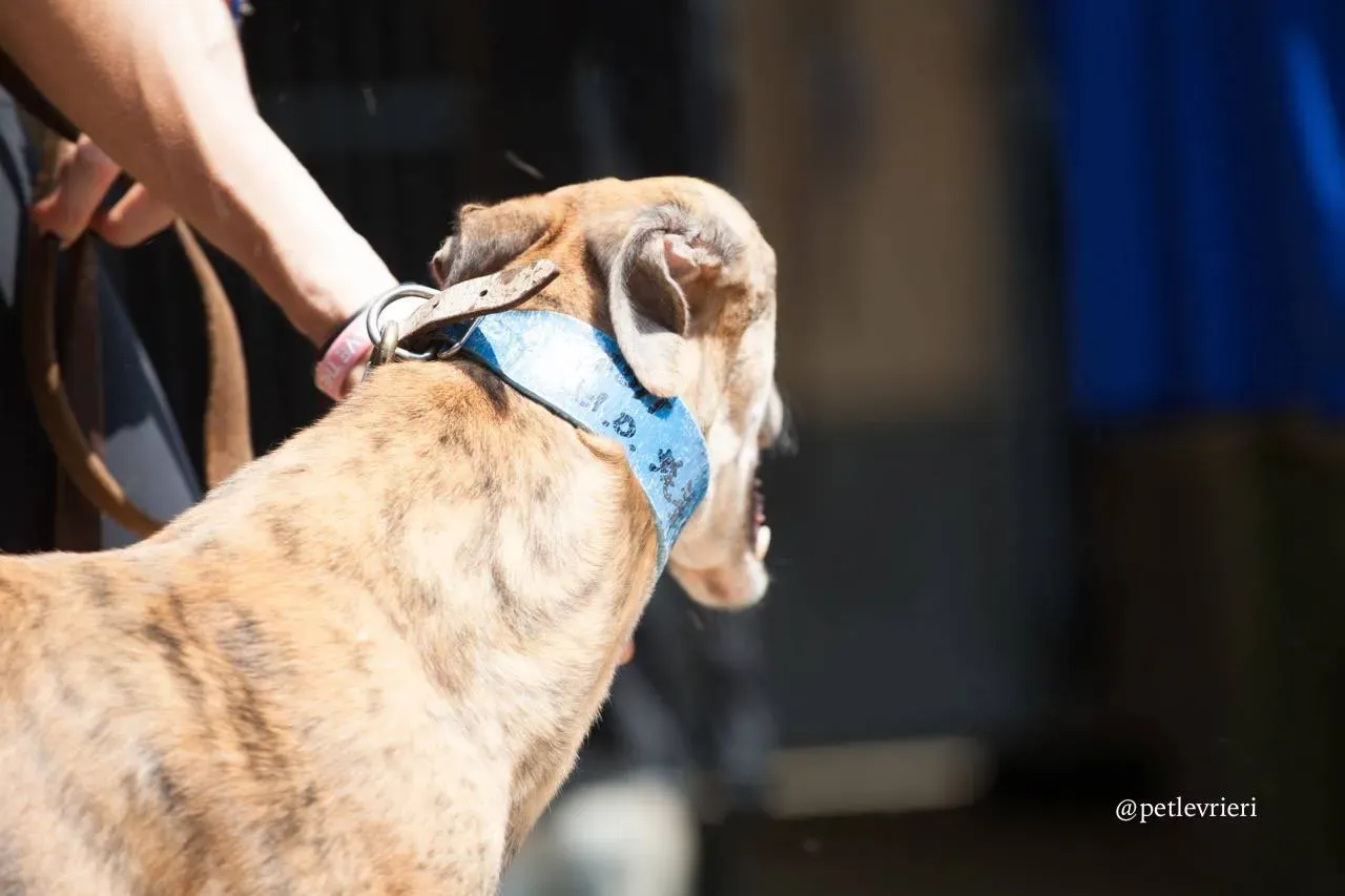 1 oyster chaine adozione greyhound macao