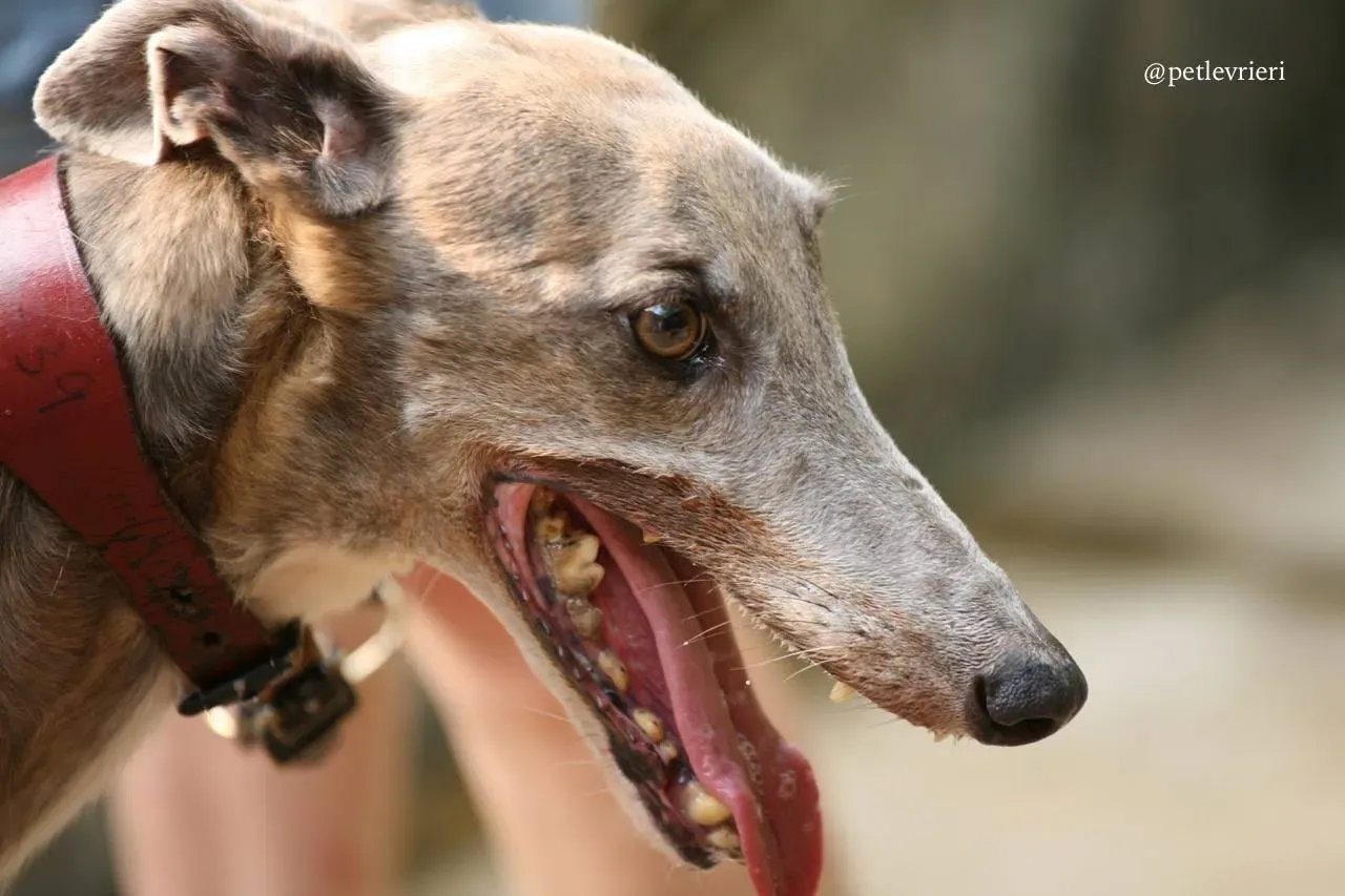 1 oyster crown adozione greyhound macao