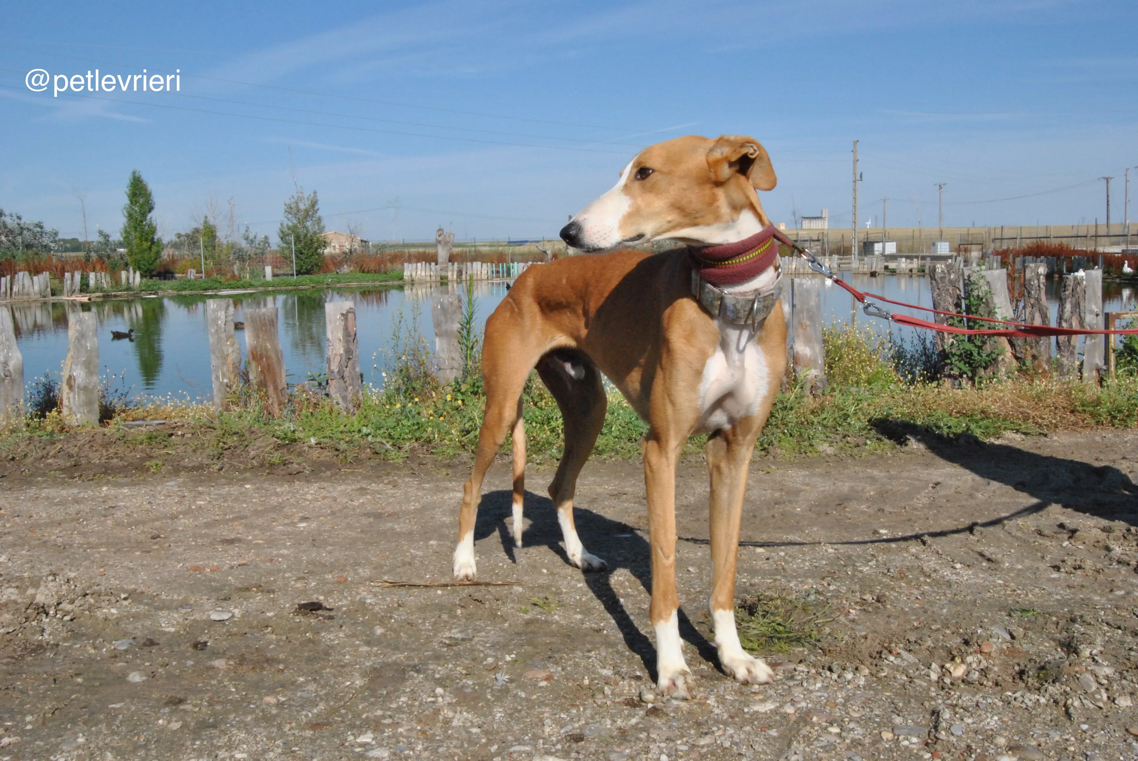 1 patas adozione levrieri galgo