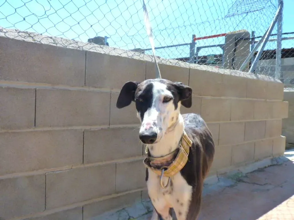 1 pelusa adozione levrieri galgo 2