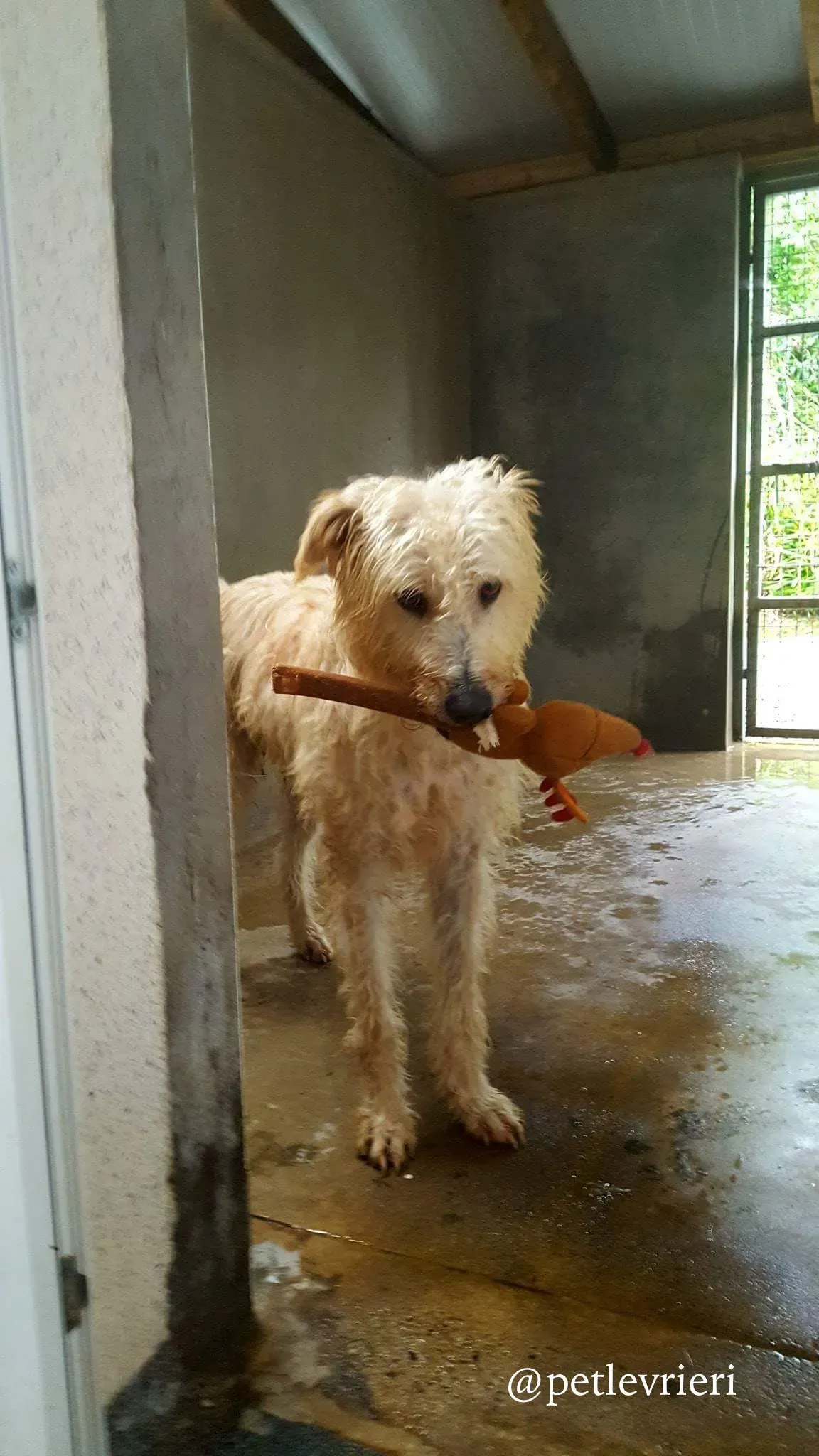 1 philip adozione greyhound