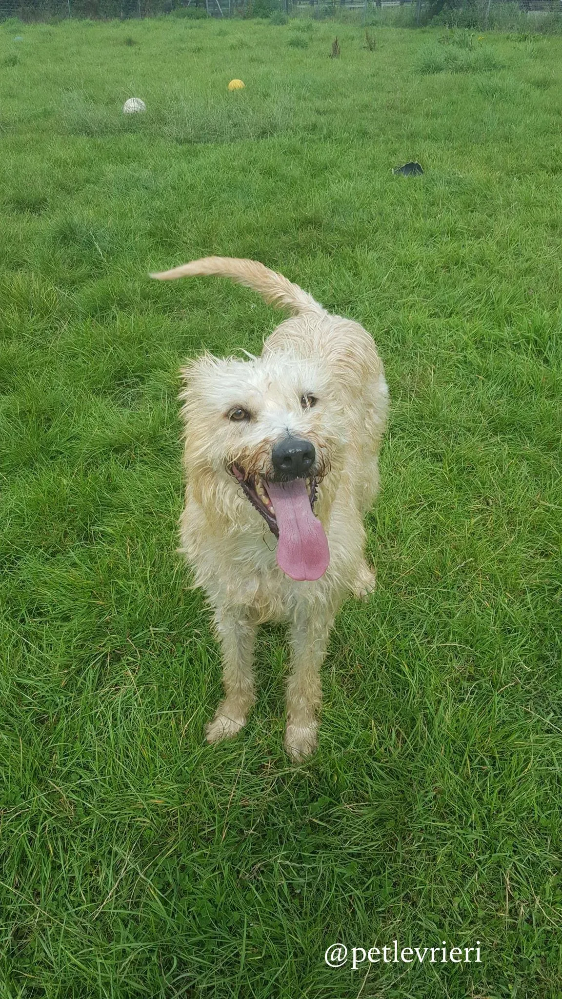 1 philip adozione levrieri greyhound 1