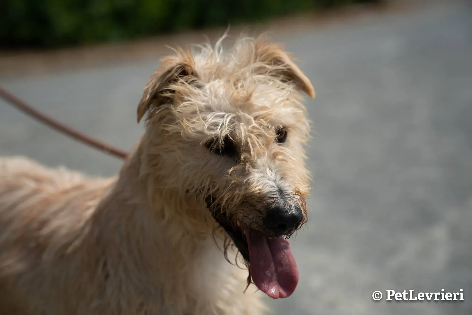 1 philip adozione levrieri greyhound