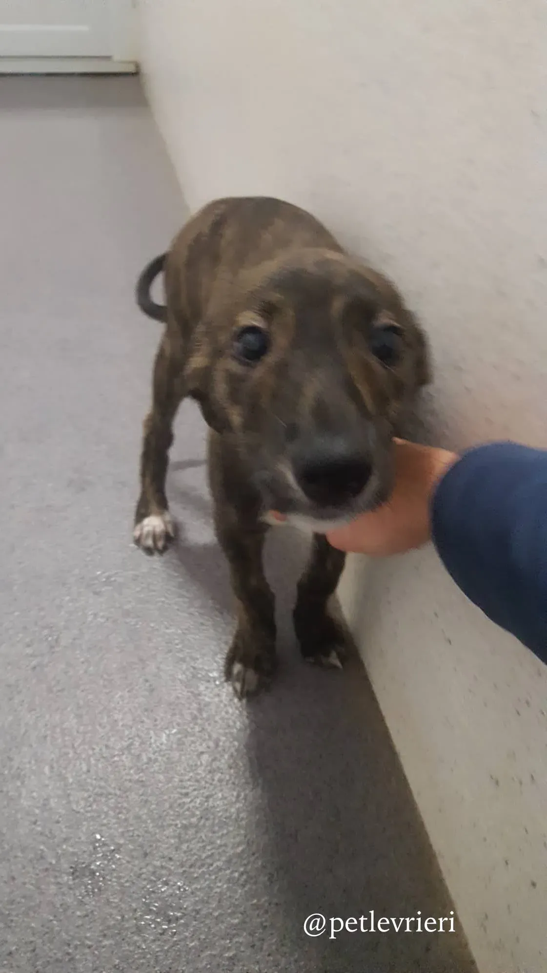 1 piper adozione levrieri greyhound