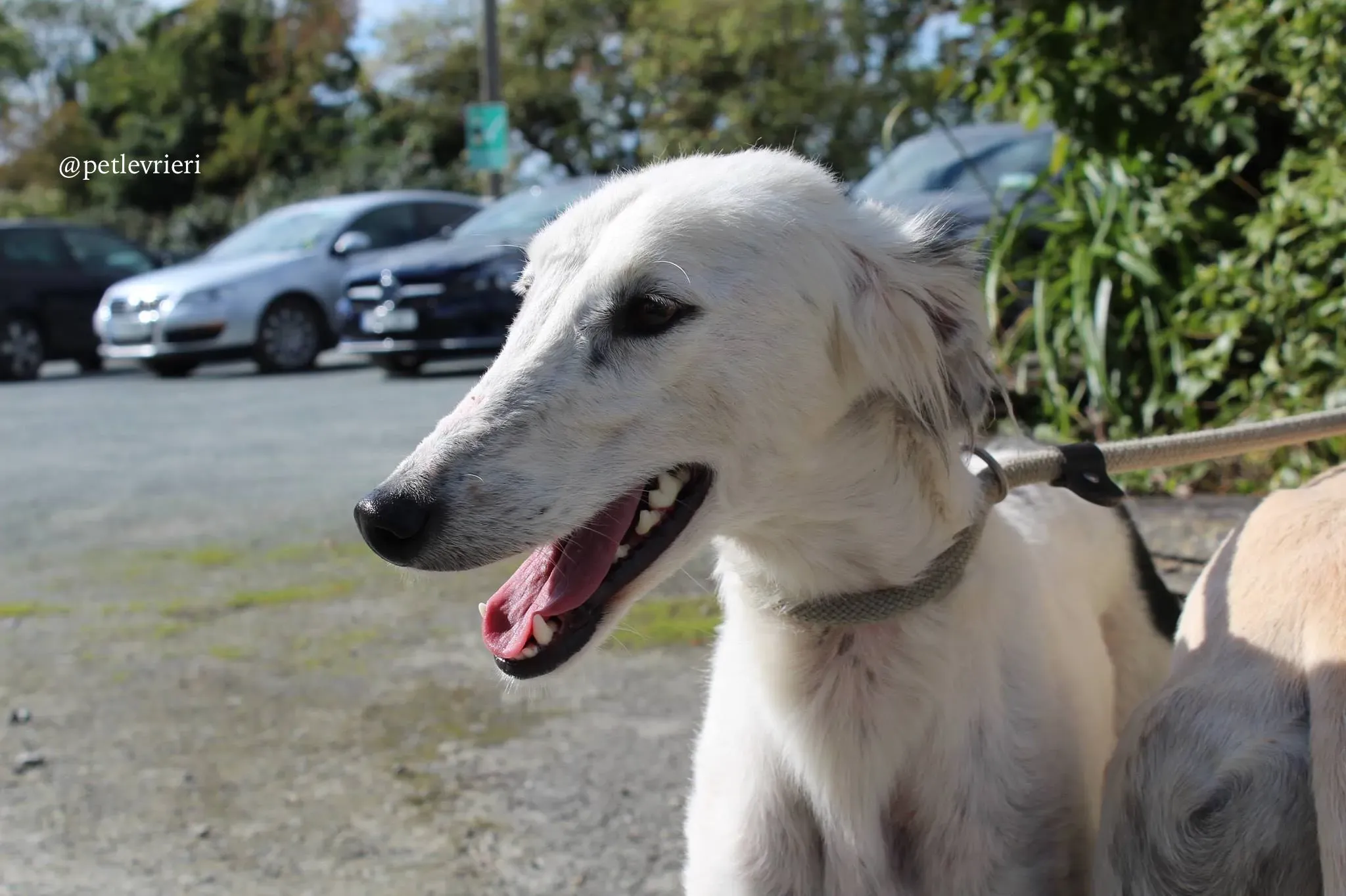 1 pippin adozione greyhound