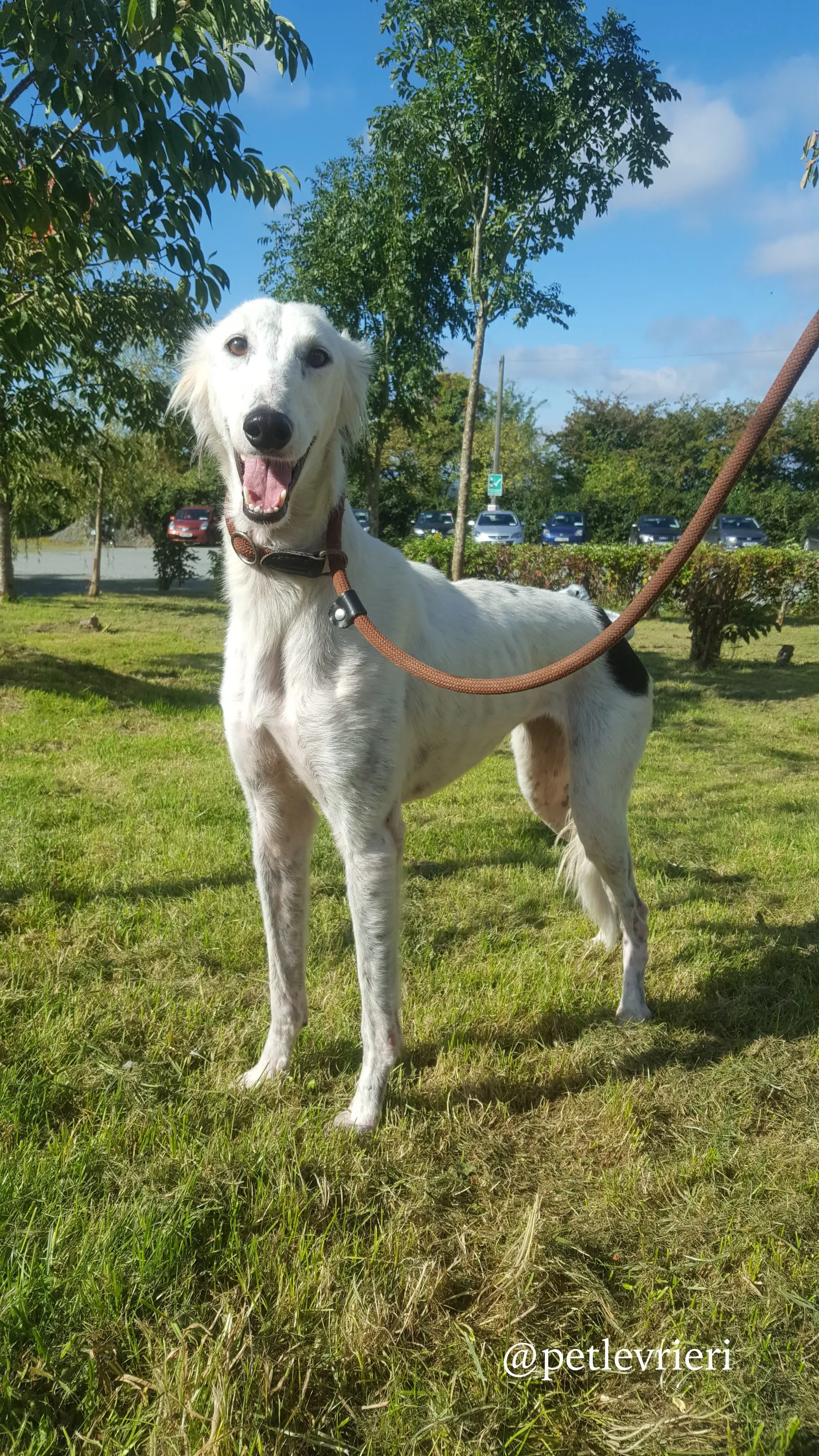 1 pippin adozione levrieri greyhound