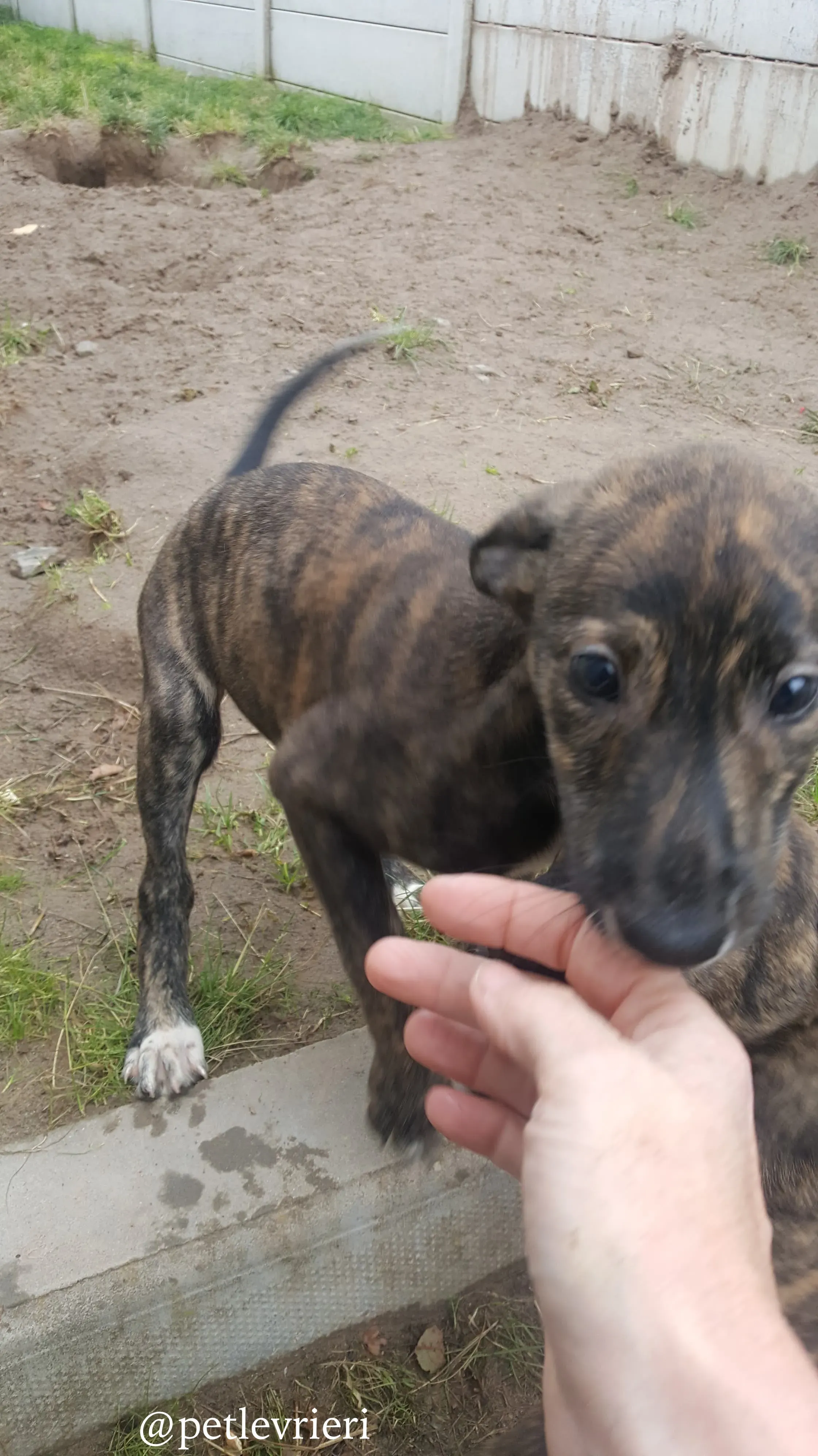 1 puppy adozione greyhound