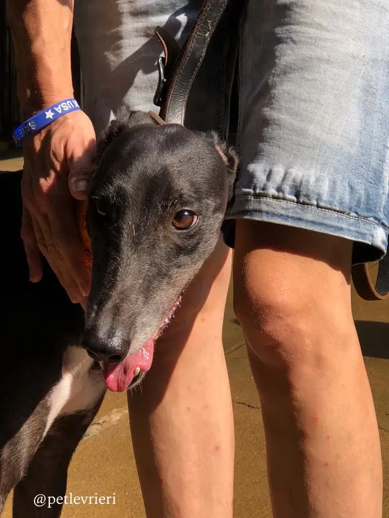 1 rise to me adozione greyhound macao