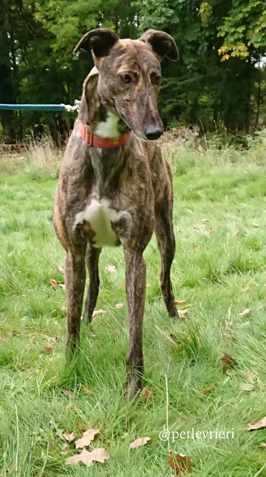 1 rodney adozione levrieri greyhound