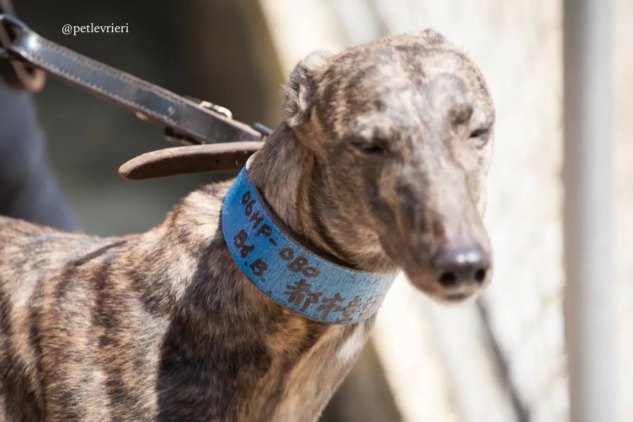 1 romance city adozione greyhound macao