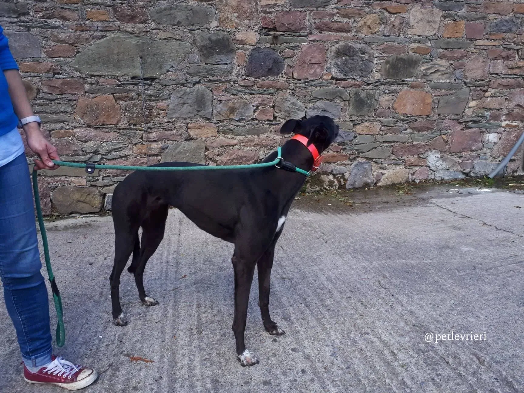 1 rosie adozione levrieri greyhound