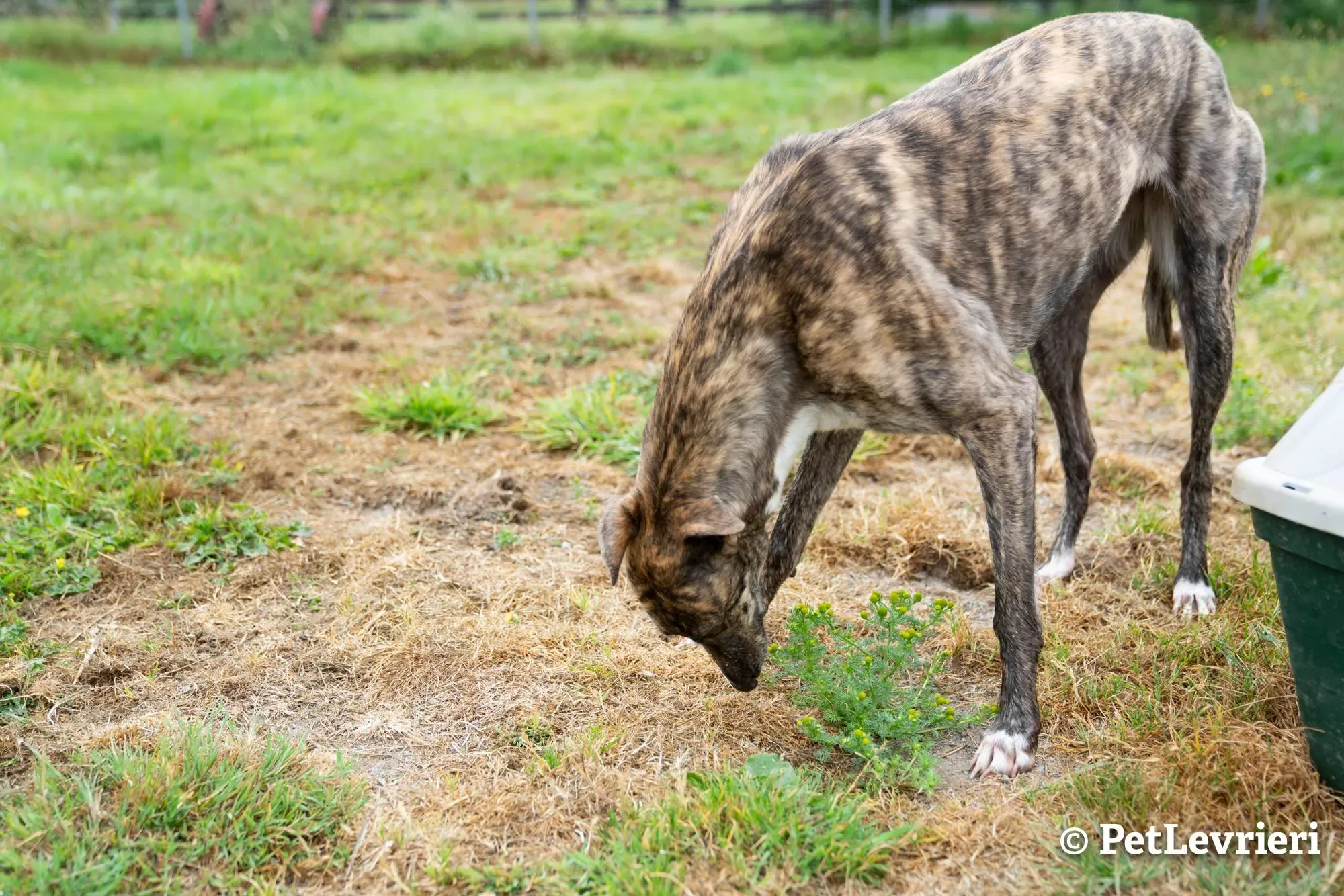 1 sade adozione levrieri greyhound