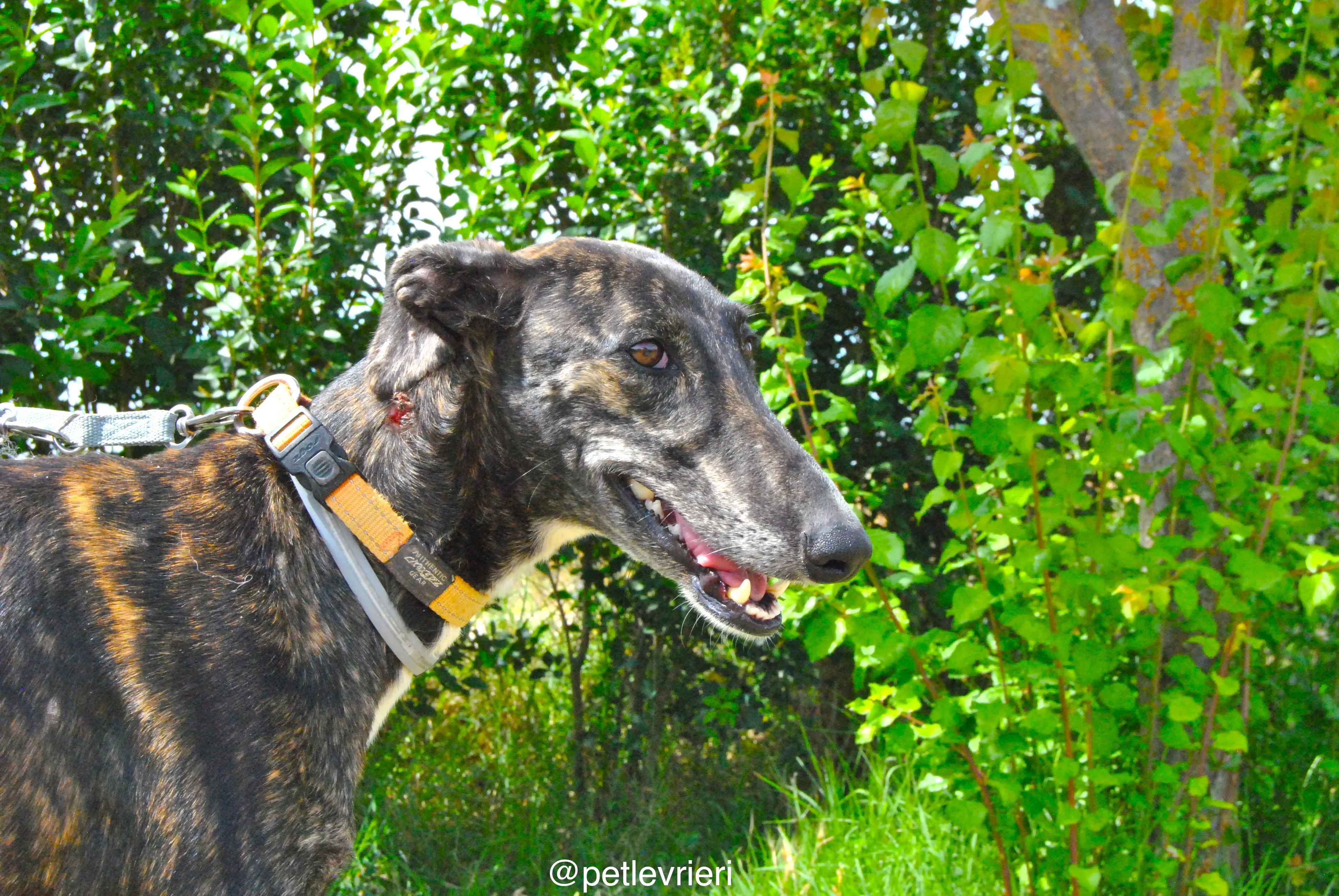 1 sasha adozione levrieri galgo 1