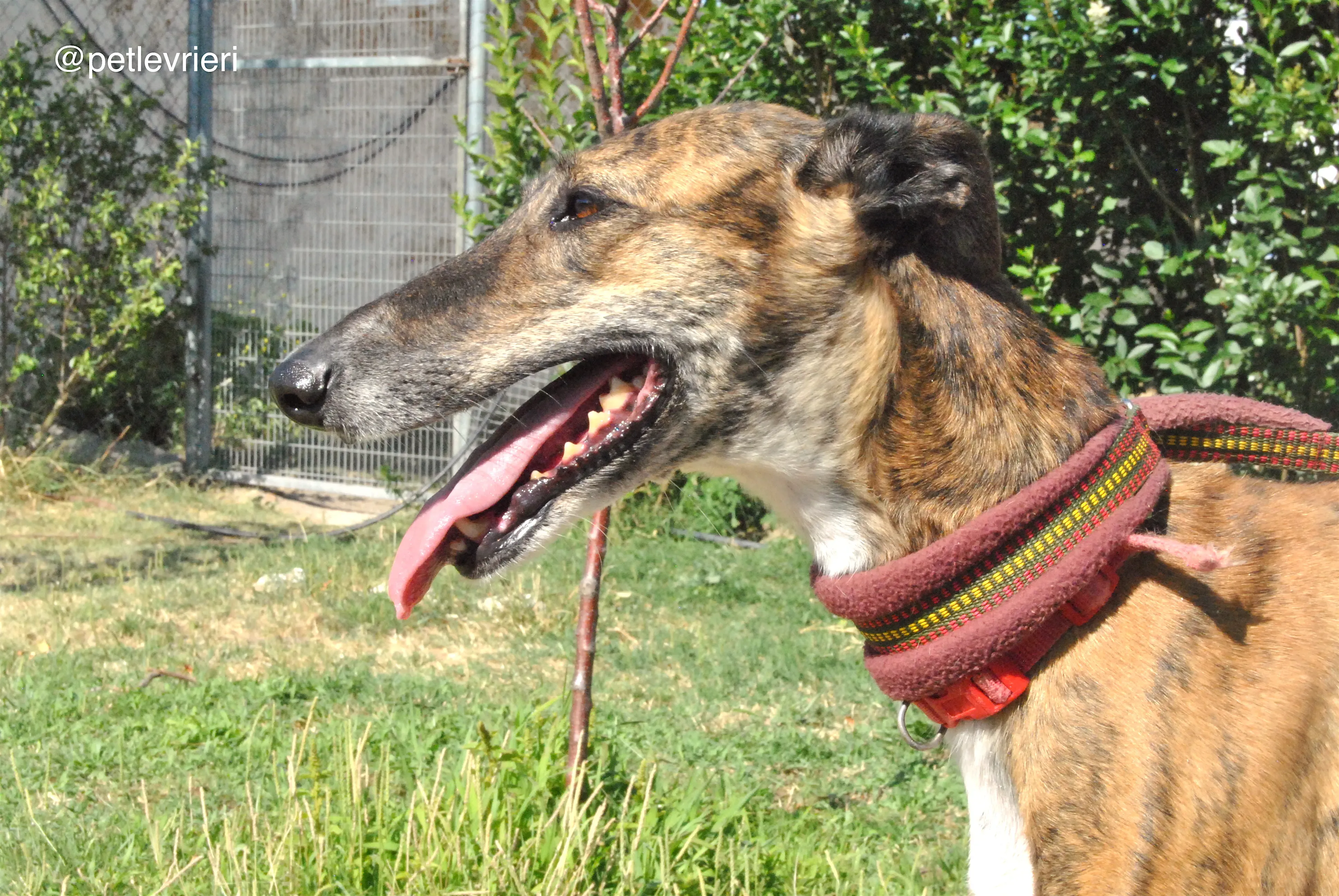1 sevillana adozione levrieri galgo