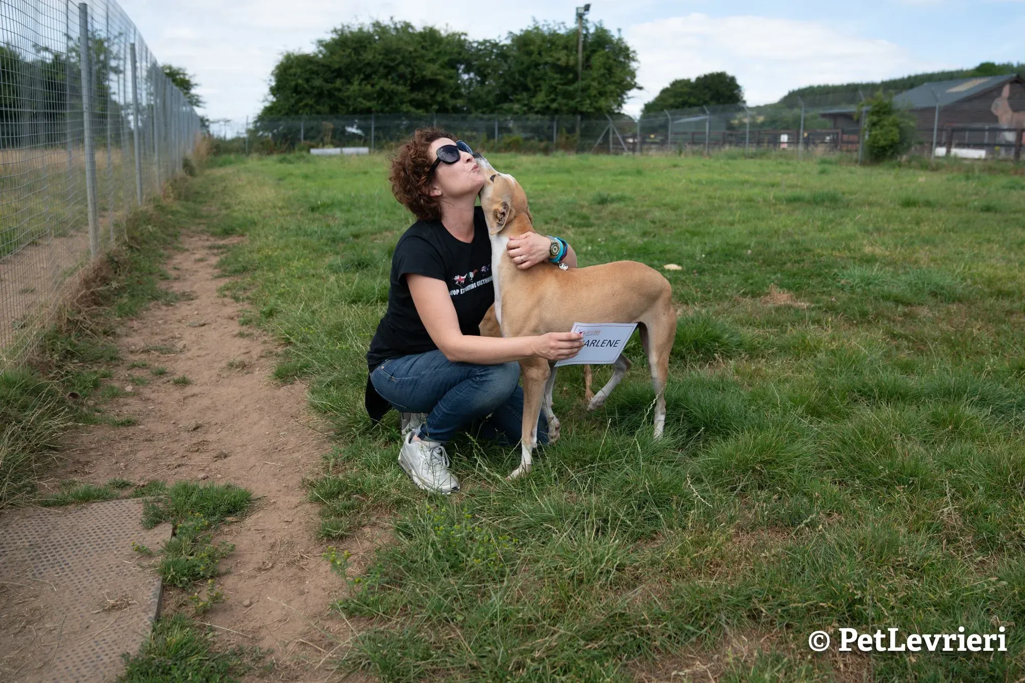 1 sharlene adozione levrieri greyhound