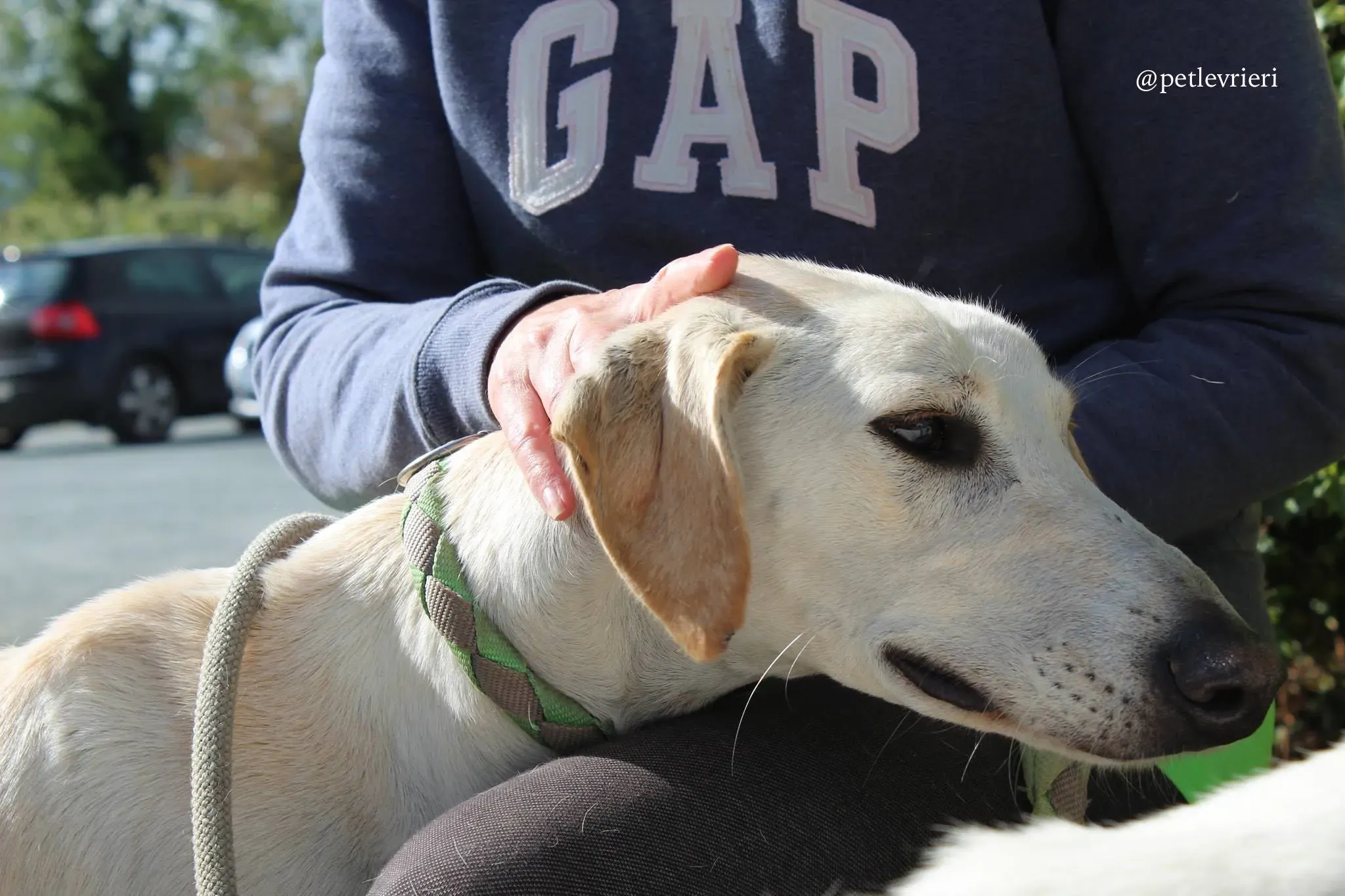 1 snowman adozione greyhound 1