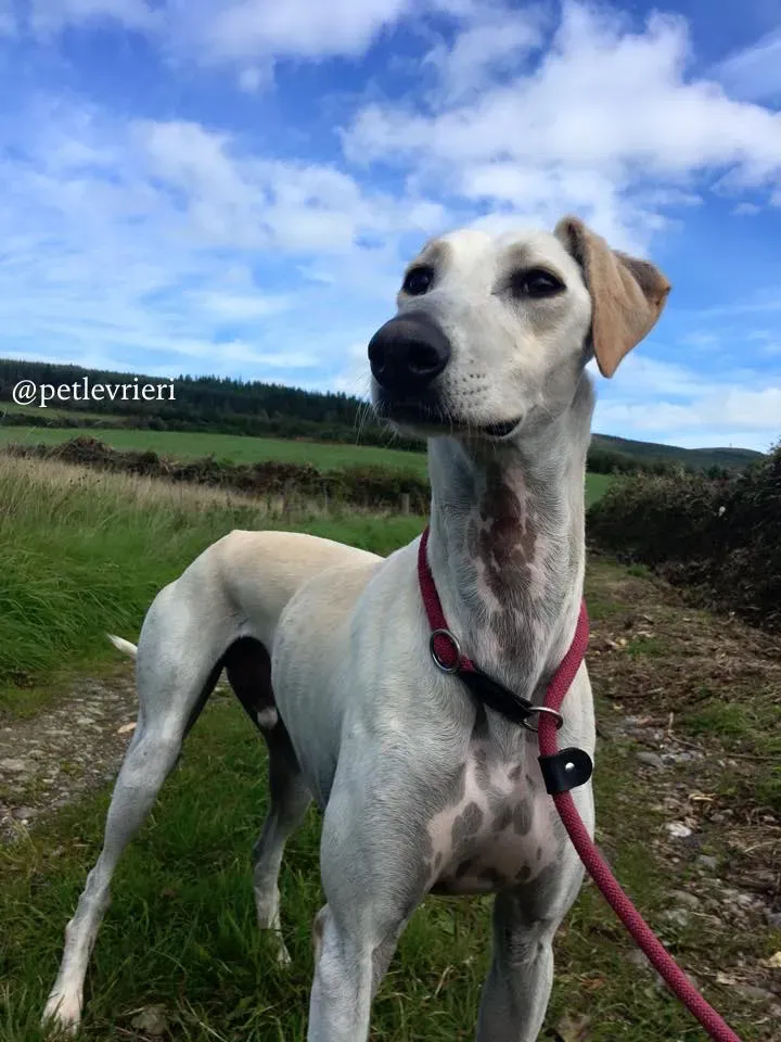 1 snowman adozione greyhound
