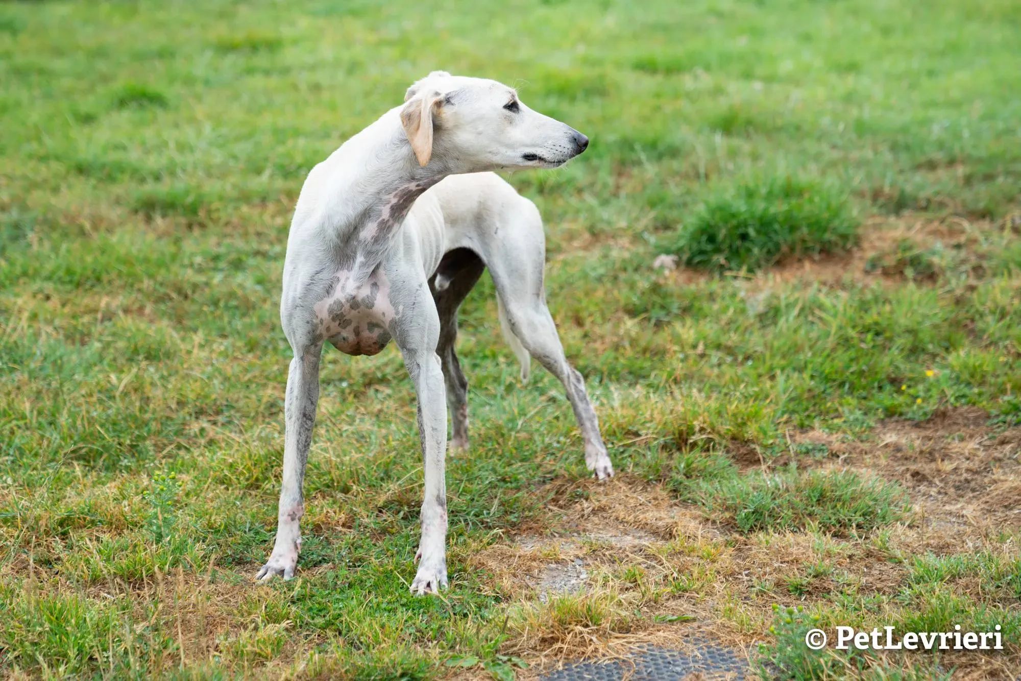 1 snowman adozione levrieri greyhound 1