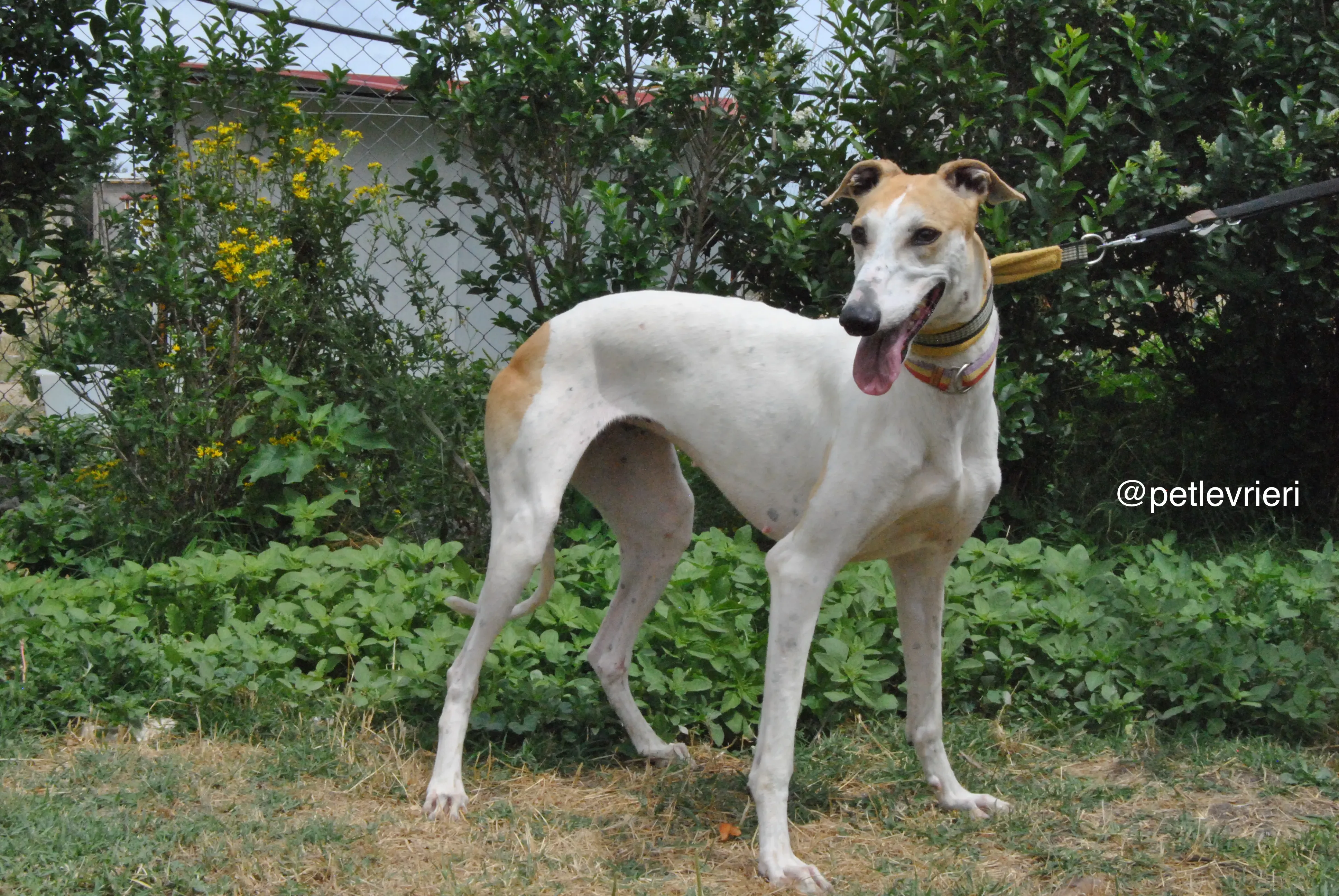 1 soda adozione levrieri galgo