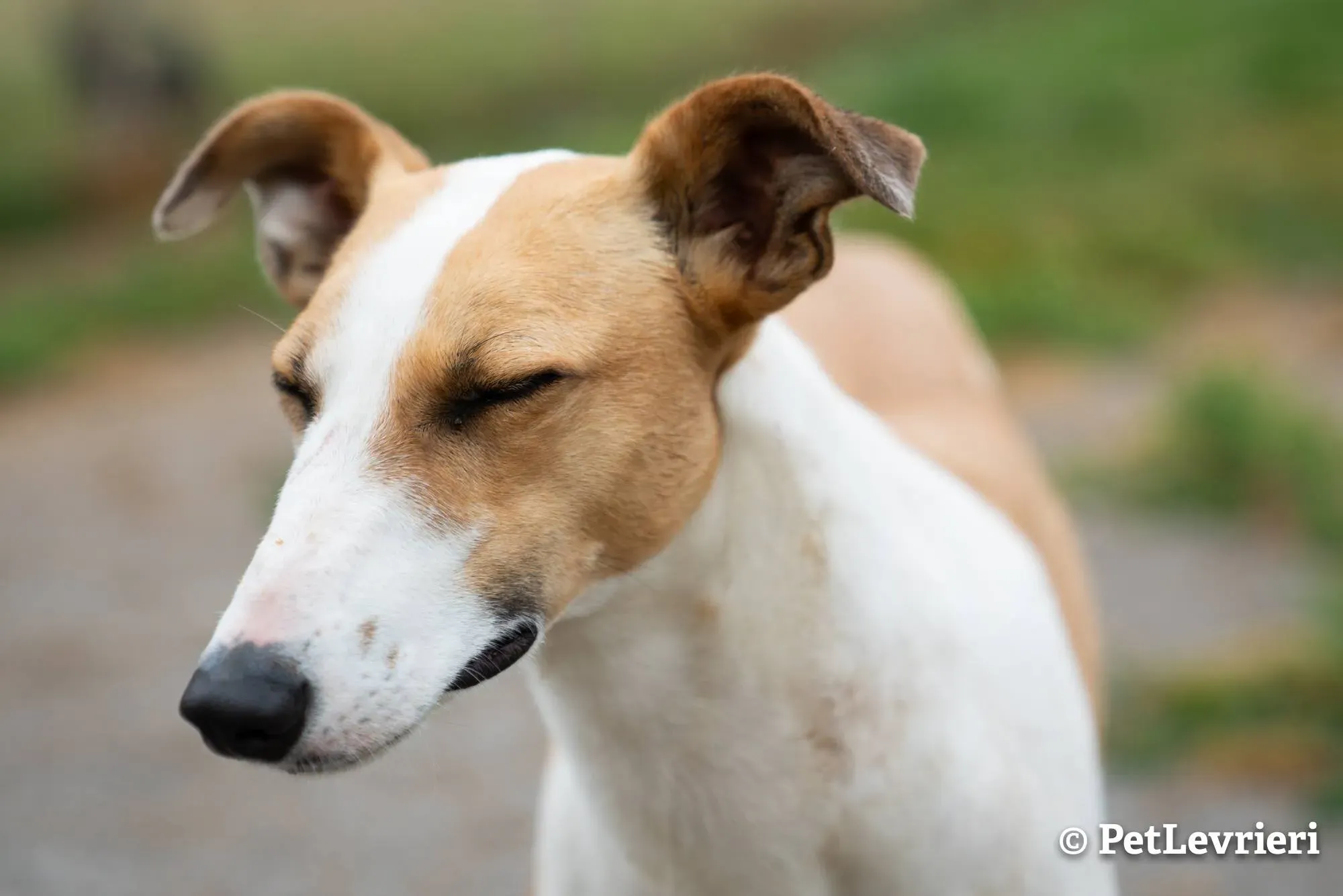 1 sonia adozione levrieri greyhound 1