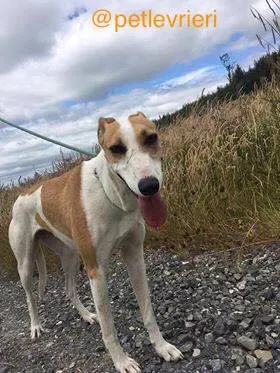 1 sonia adozione levrieri greyhound