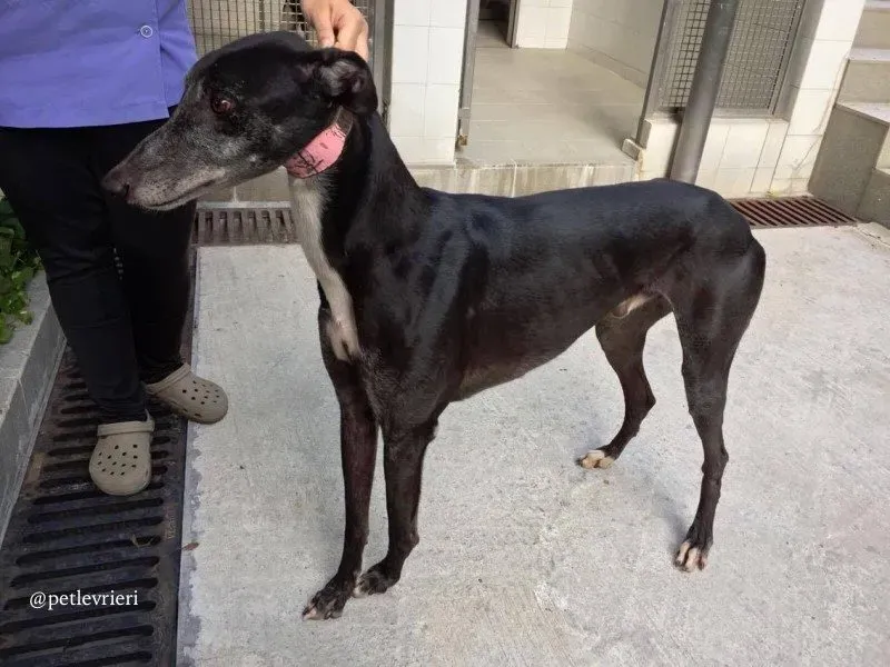 1 sparky adozione greyhound macao