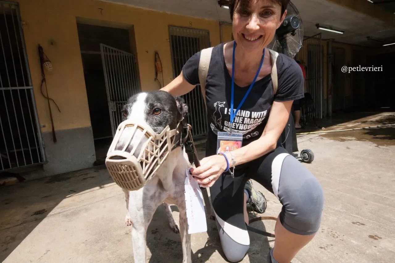 1 speedy quick quick adozione greyhound macao