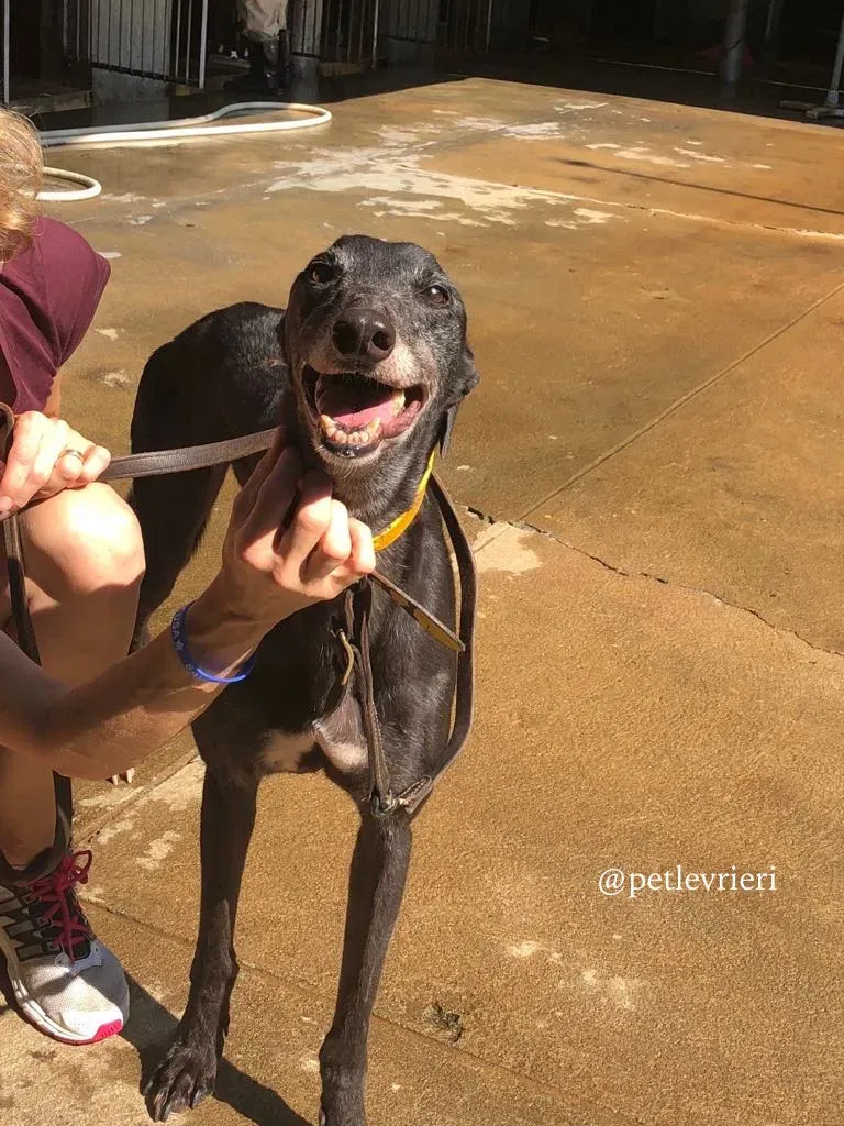 1 sprite point adozione greyhound macao