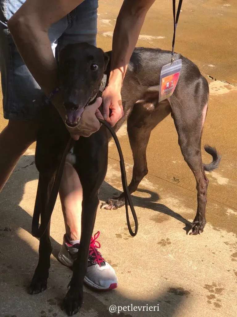 1 spritely keroma adozione greyhound macao