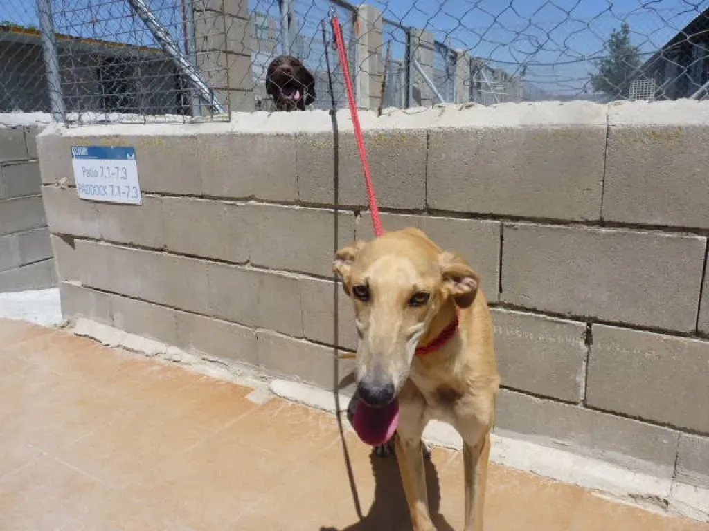 1 sunny adozione levrieri galgo