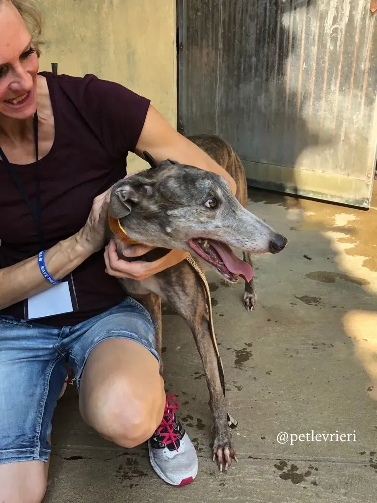 1 sure outstanding adozione greyhound macao