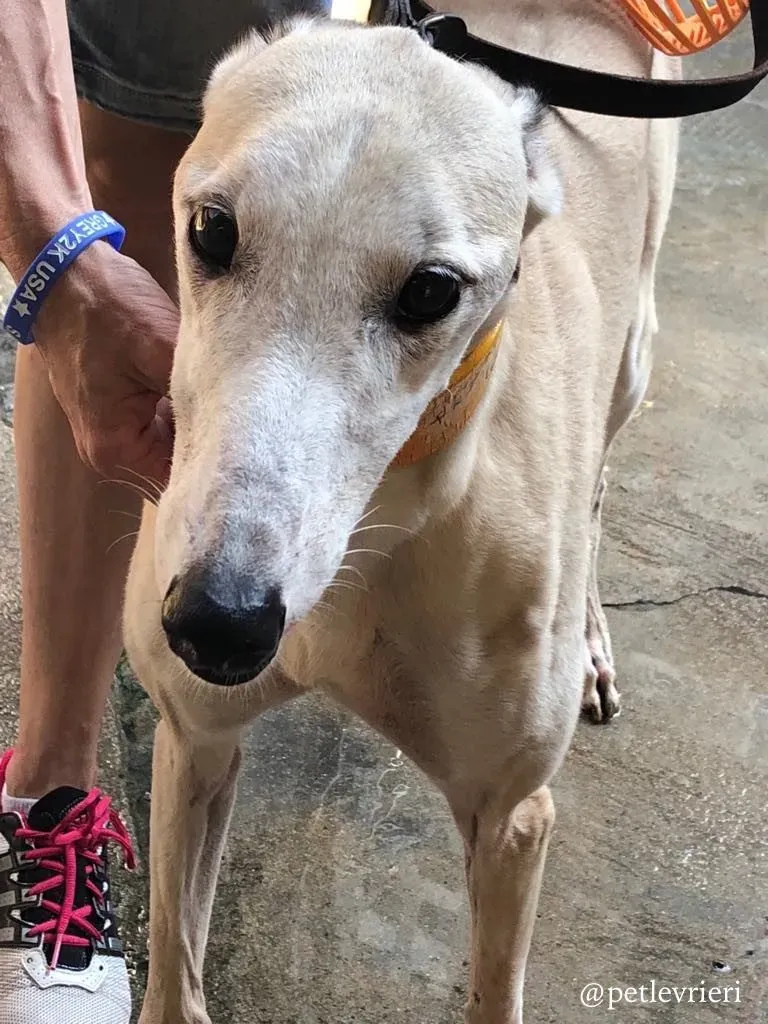 1 sure sure sweet adozione greyhound macao 1 768x1024