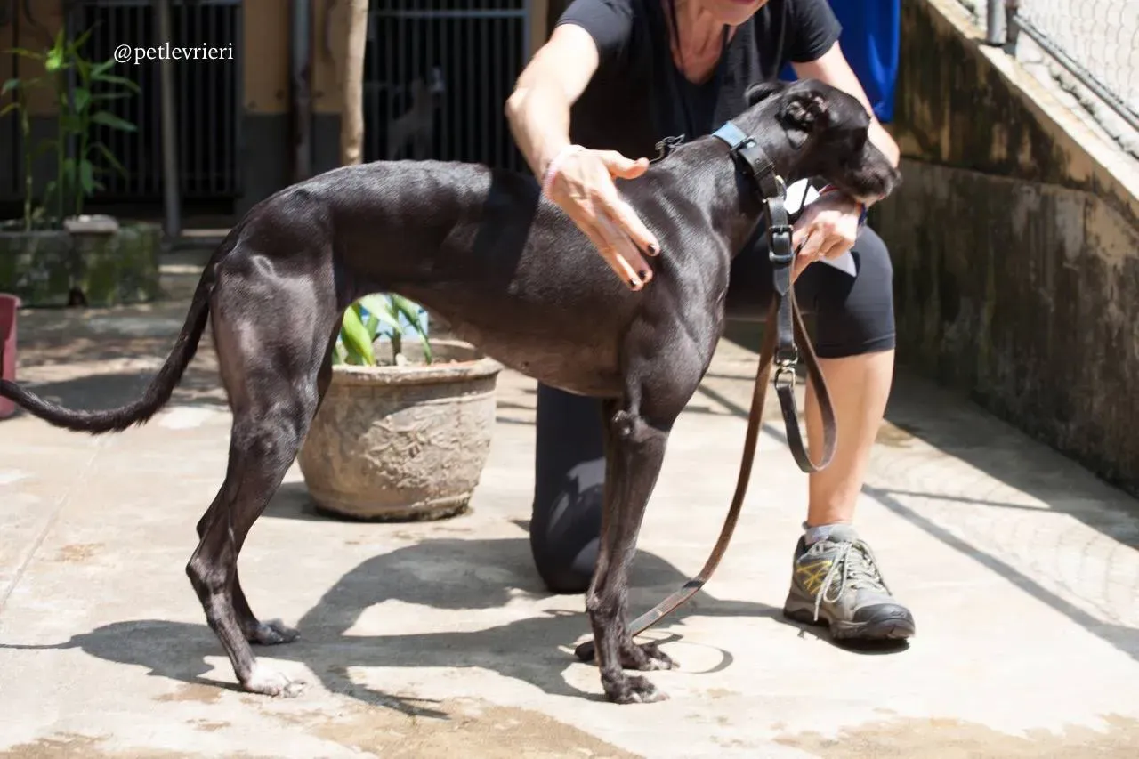 1 sweet choice adozione greyhound macao