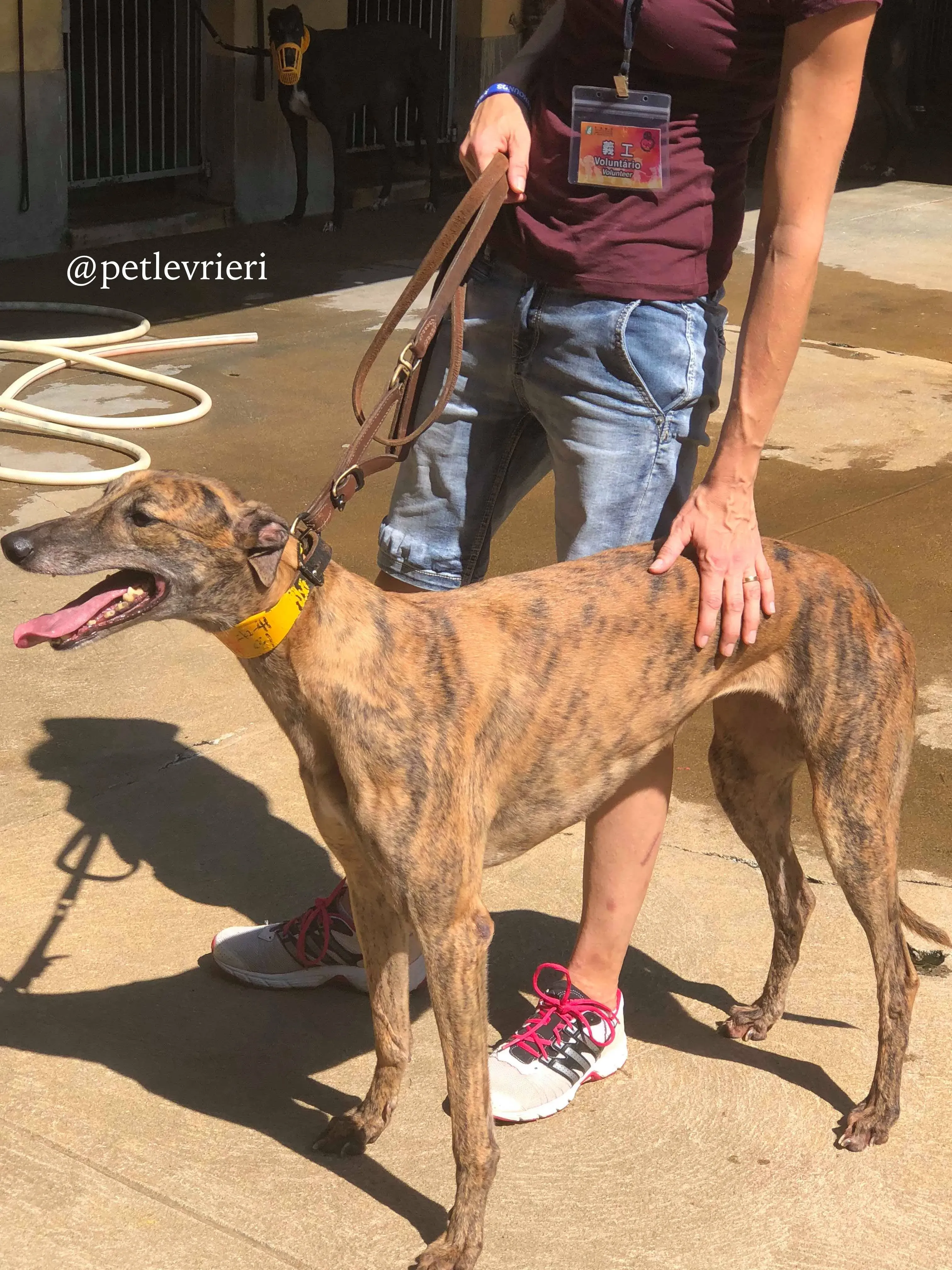 1 tron thing adozione greyhound macao