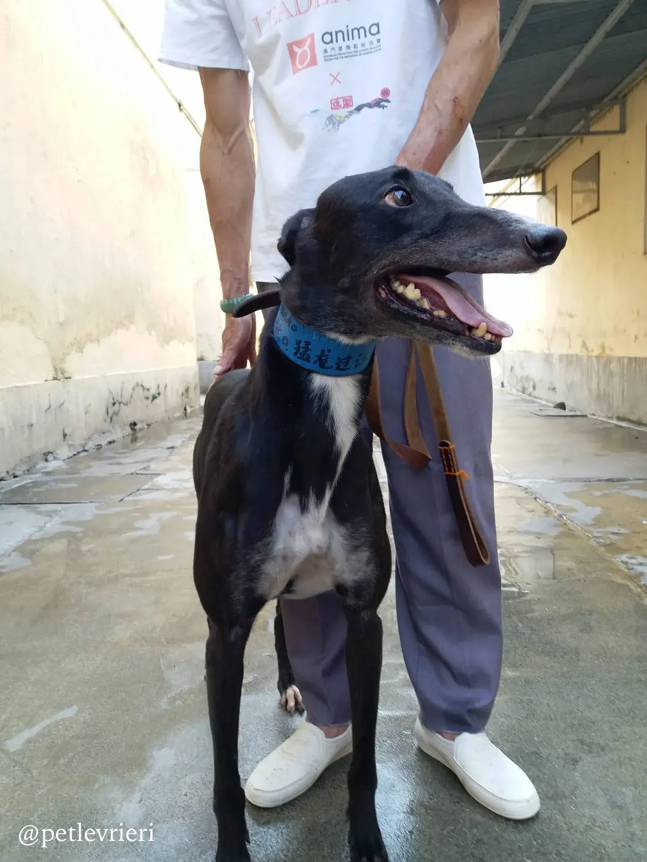 1 turramurra tom adozione greyhound macao