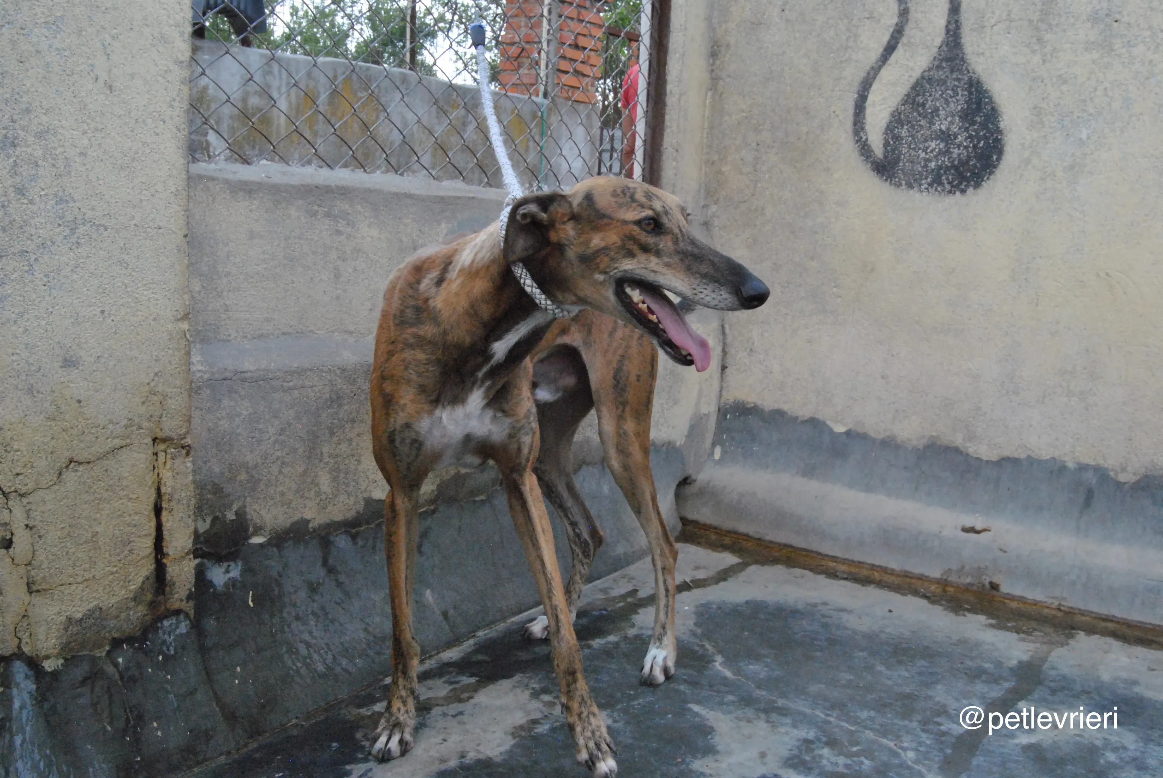1 verdi adozione levrieri galgo