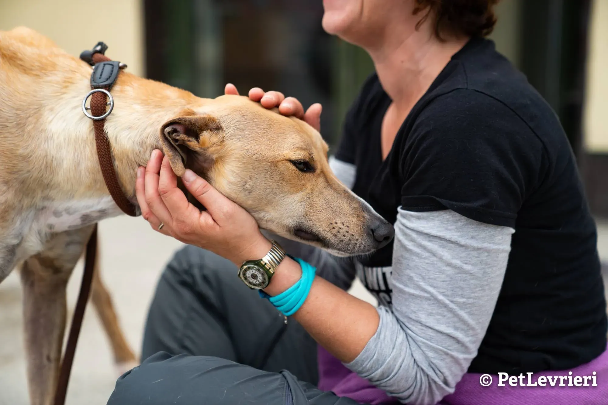 1 will adozione levrieri greyhound