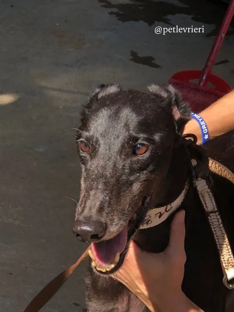 1 win warrior adozione greyhound macao