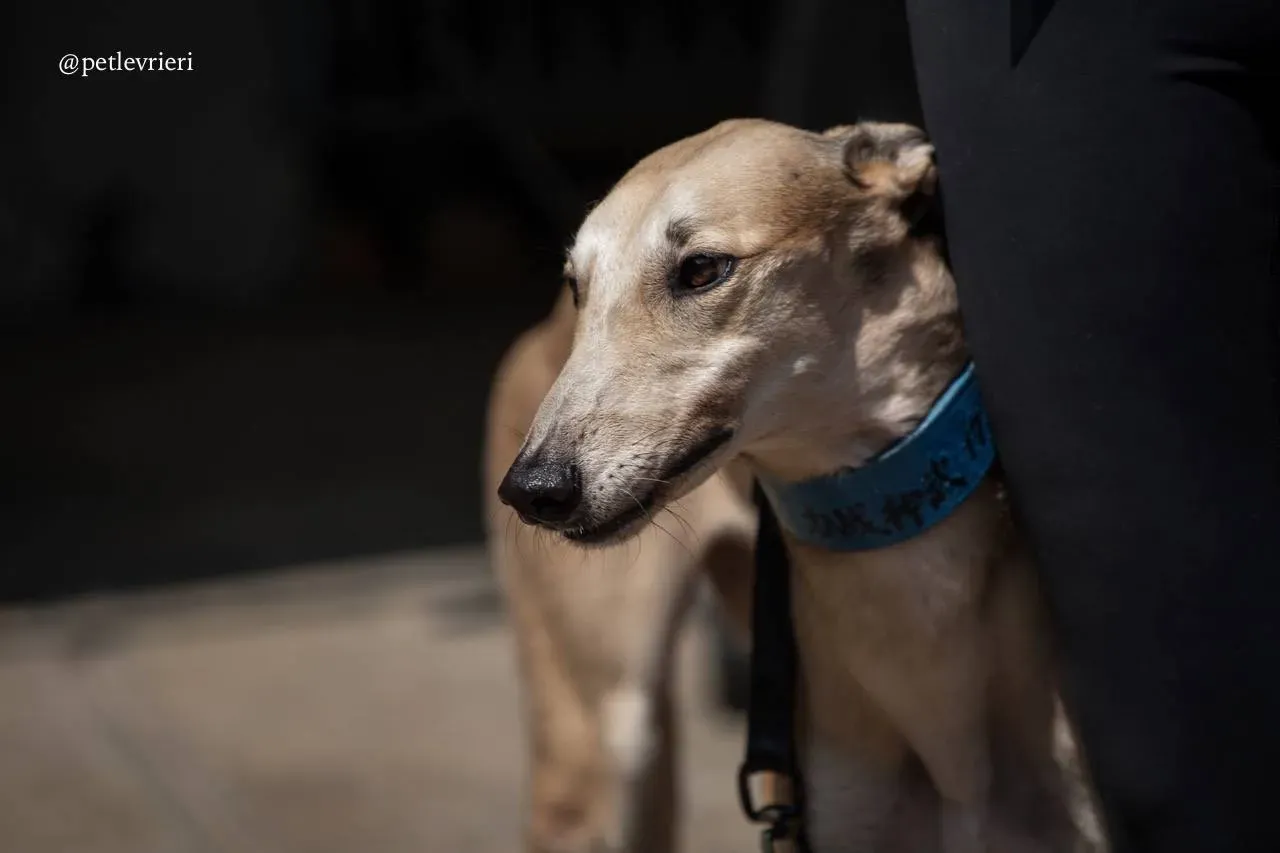 1 wins herojoys adozione greyhound macao