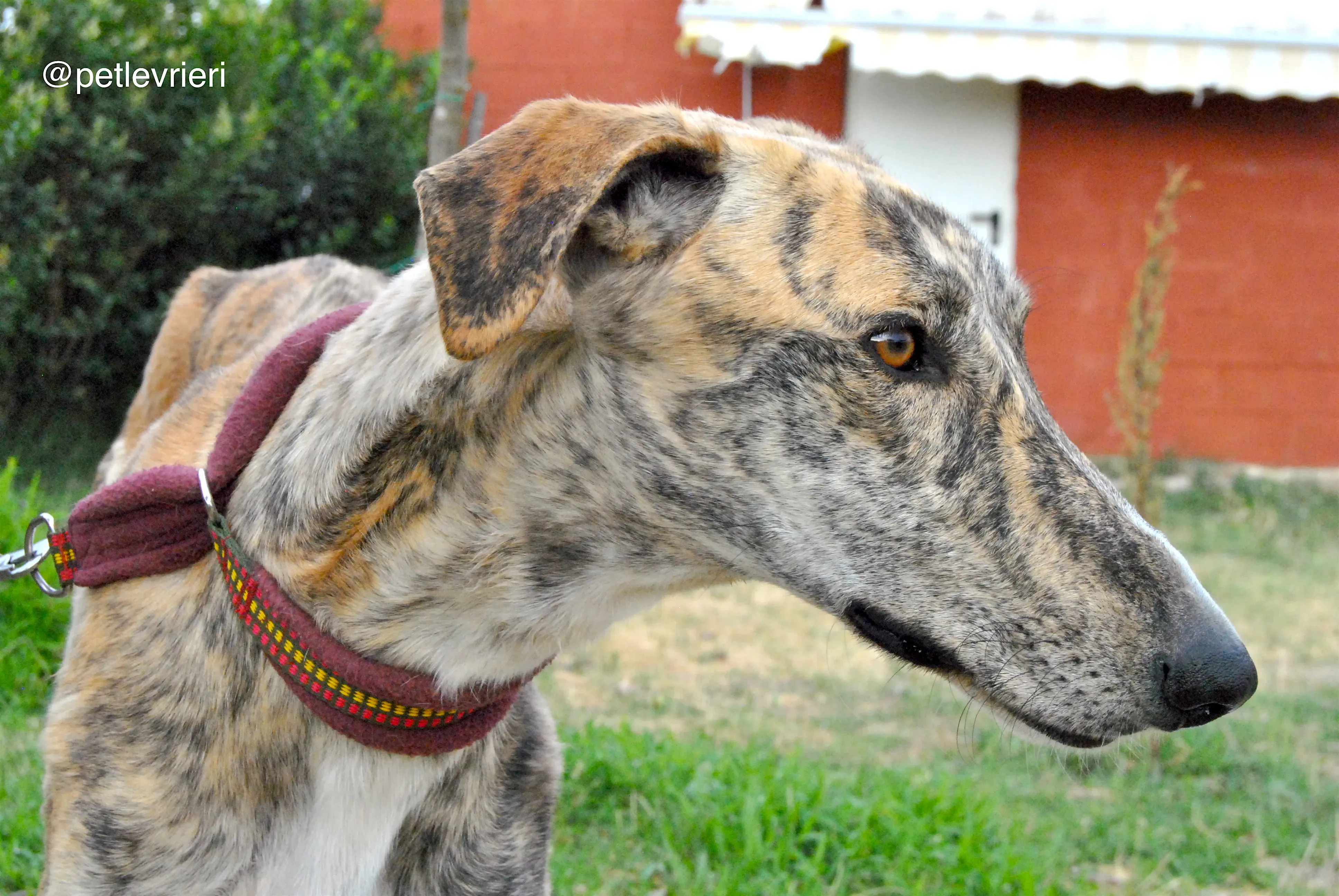 1 yasi adozione levrieri galgo