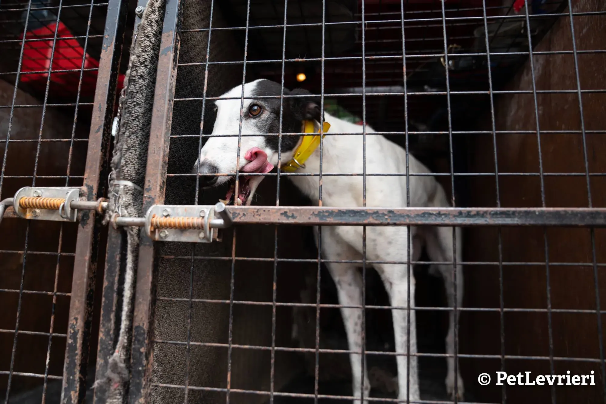1 young adozione levrieri greyhound